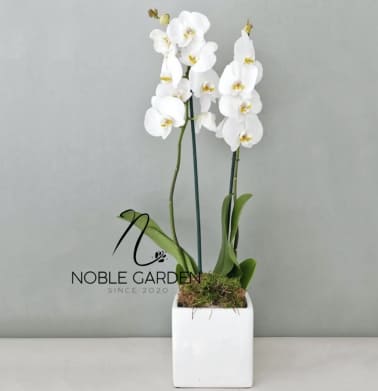 White orchid plant in a square white pot