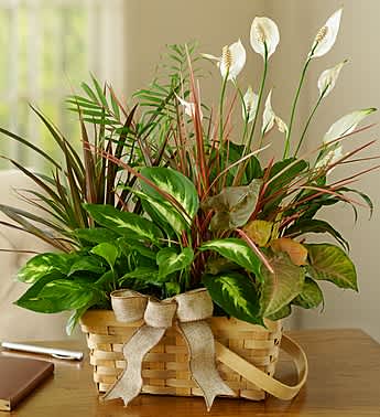 Garden Basket