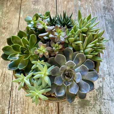 Round ceramic bowl filled with assorted green and blue-toned succulents on a rustic wooden surface