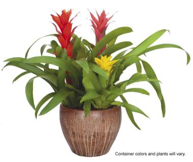 Bromeliad Garden Ceramic 10in