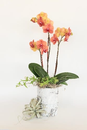 Yellow and Coral Orchid Arrangement
