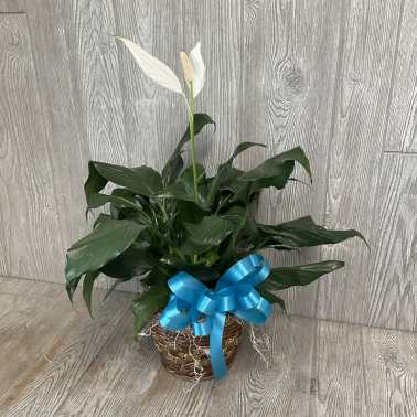 Potted peace lily plant in a woven basket with a bright blue bow