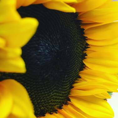 Close-up of a yellow sunflower with a dark center