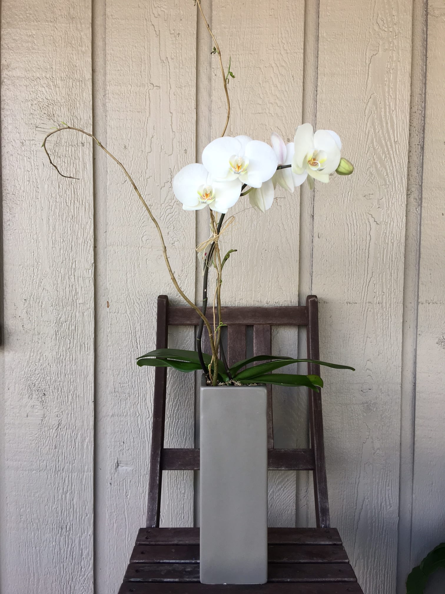 Orchid Plant in a deco container in Altamonte Springs, FL ...