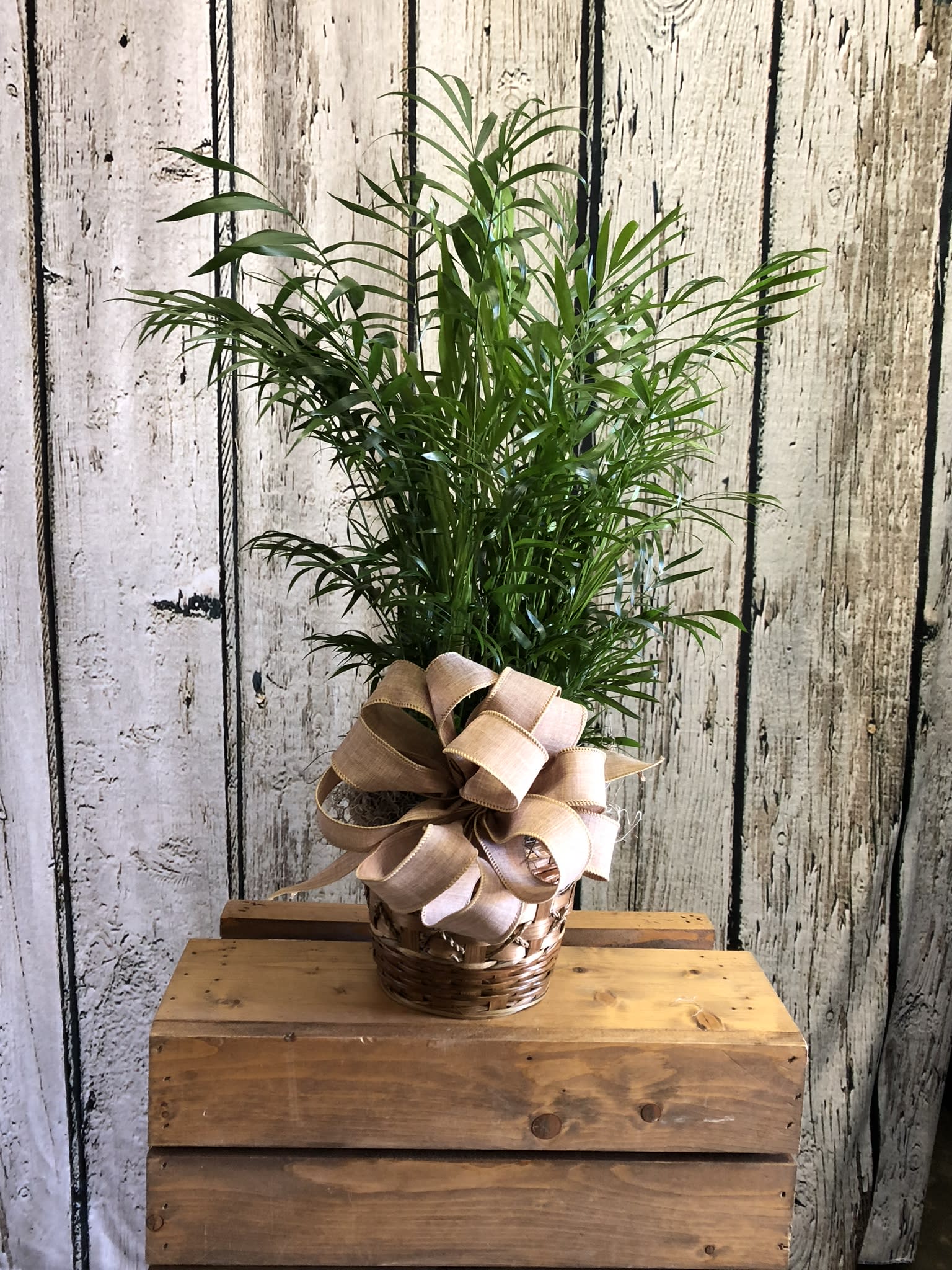 Green Plant 6" Pot in Odessa, TX Arlene's Flowers and Gifts