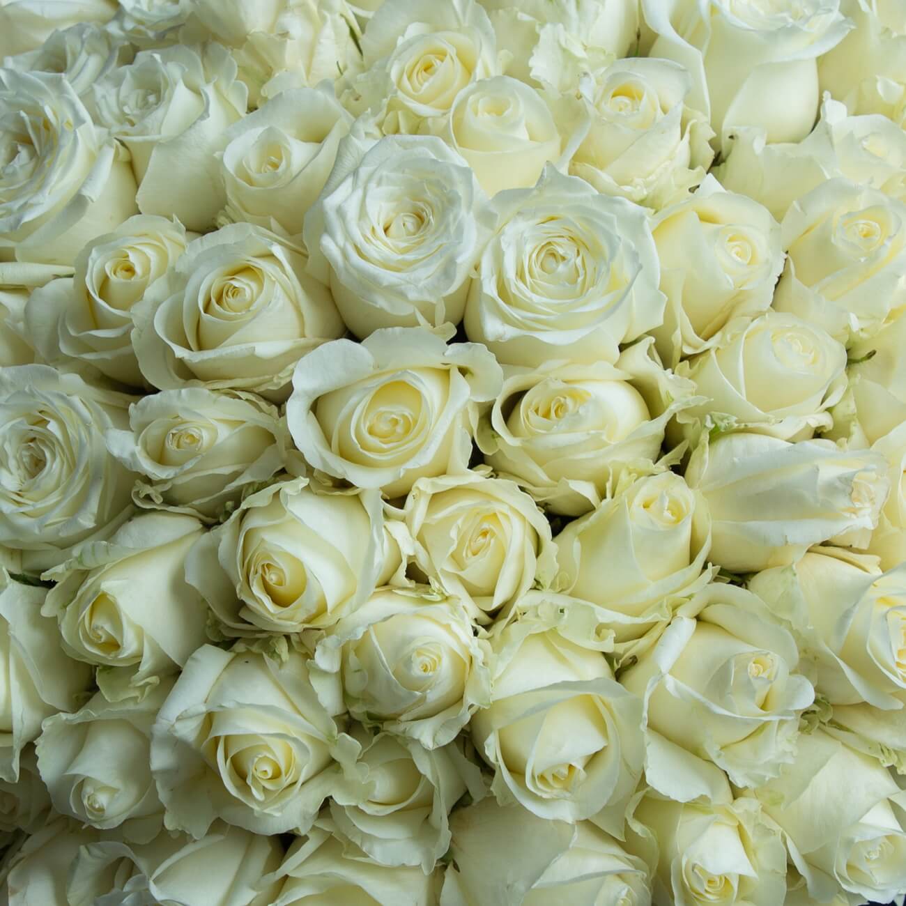White 100 roses. No Vase in Doral, FL | Leon Flowers inc.