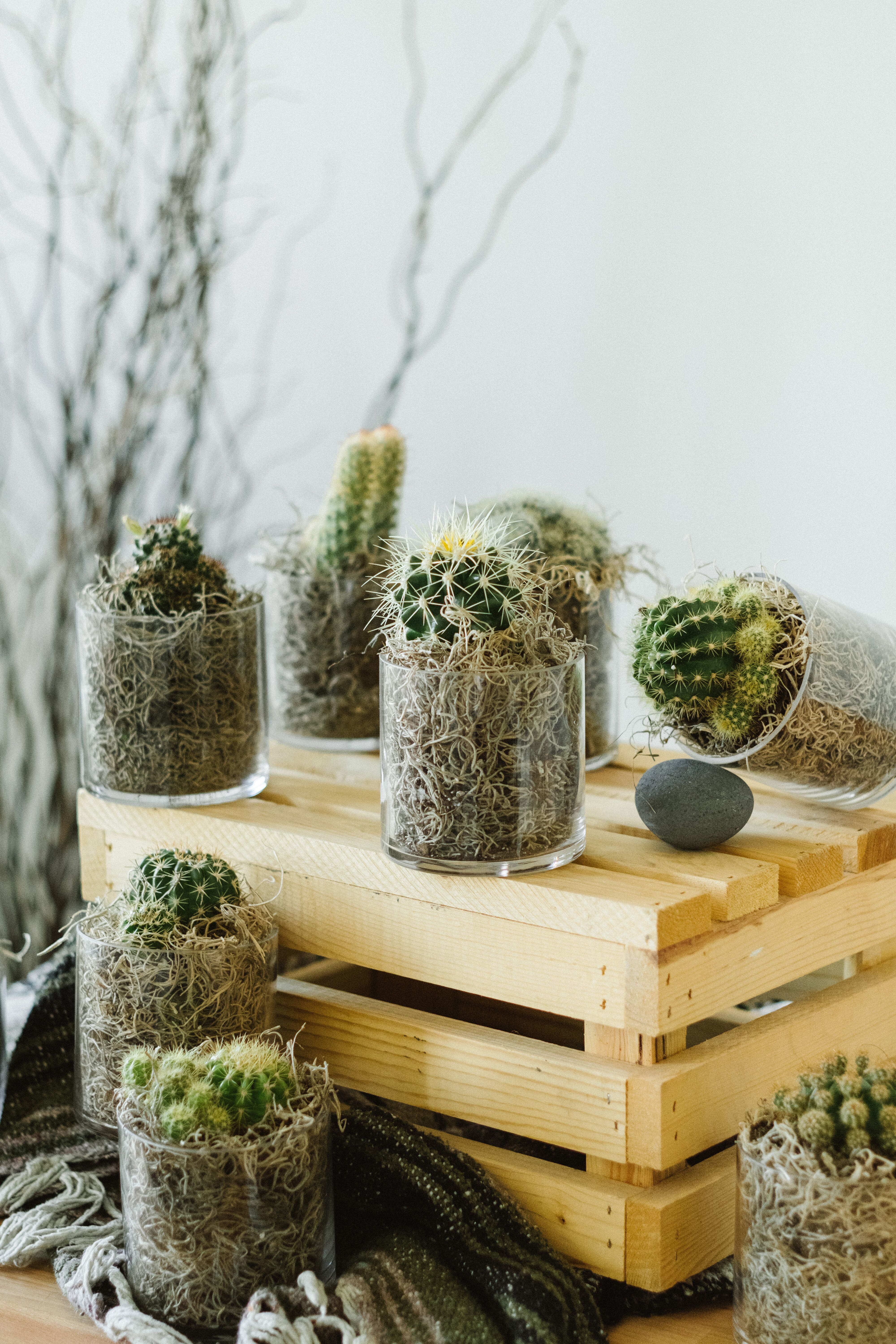 Cactus Call in Charlotte, NC | Bookout Blooms