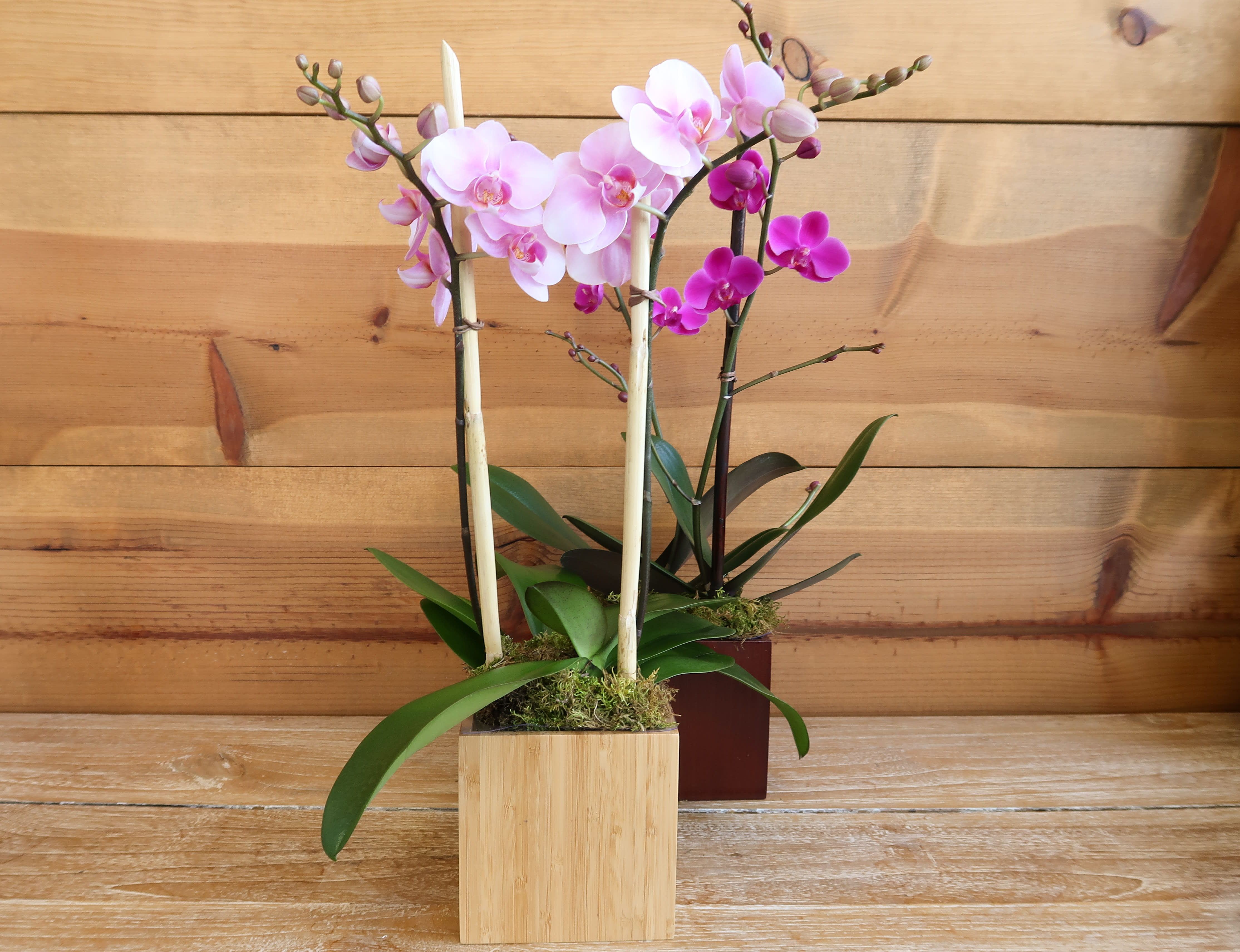 Mini Orchid Garden in Miami, FL Avant Gardens