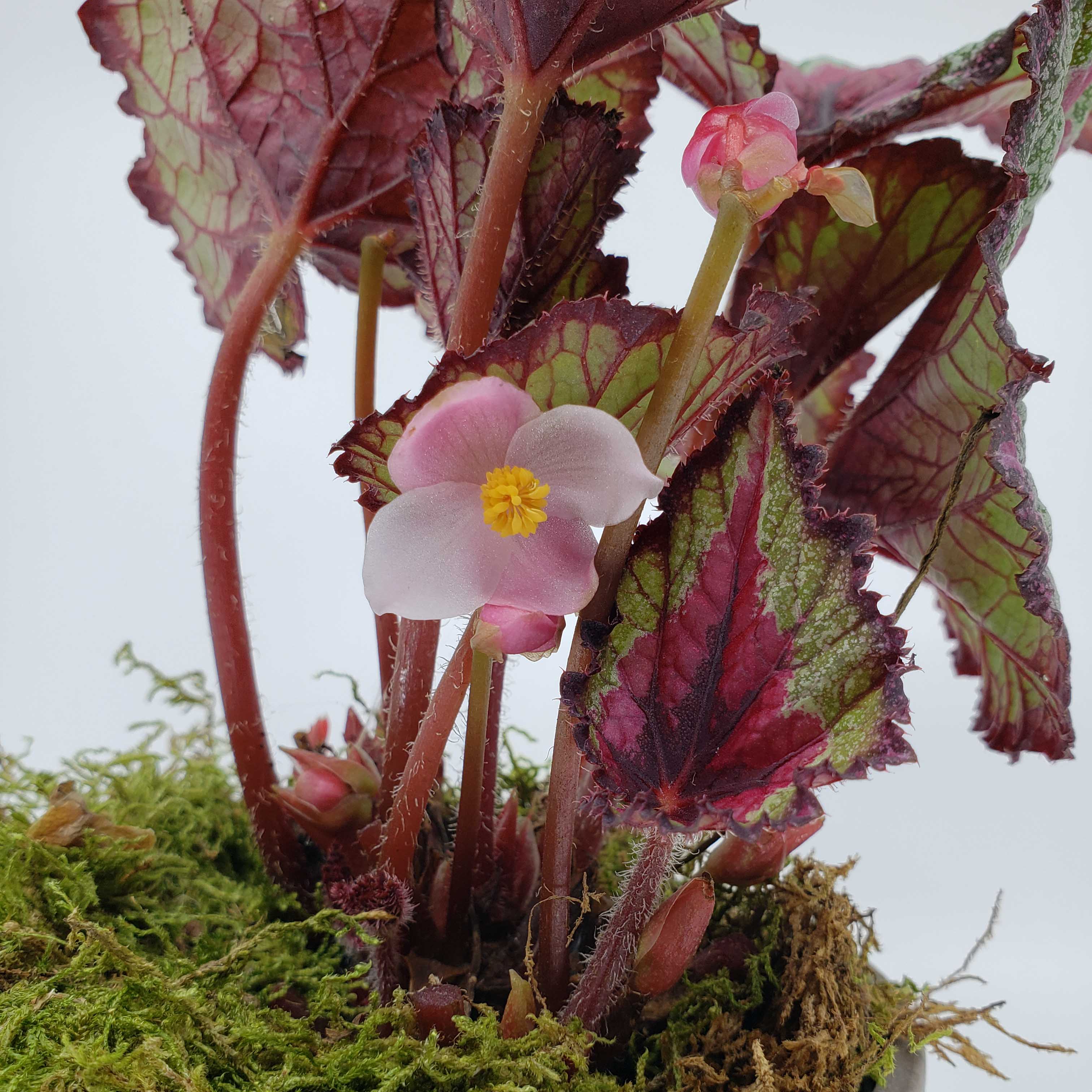 Rex the rex begonia! in Centennial, CO Denver Plant