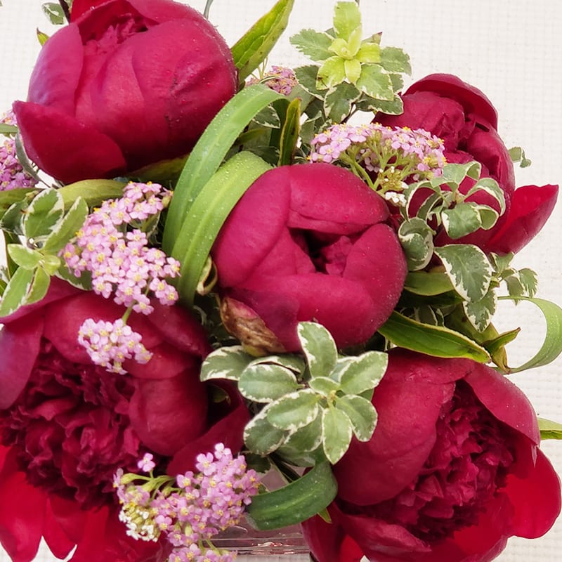 Burgundy Red Peonies in Irvine, CA | Irvine Florist ...