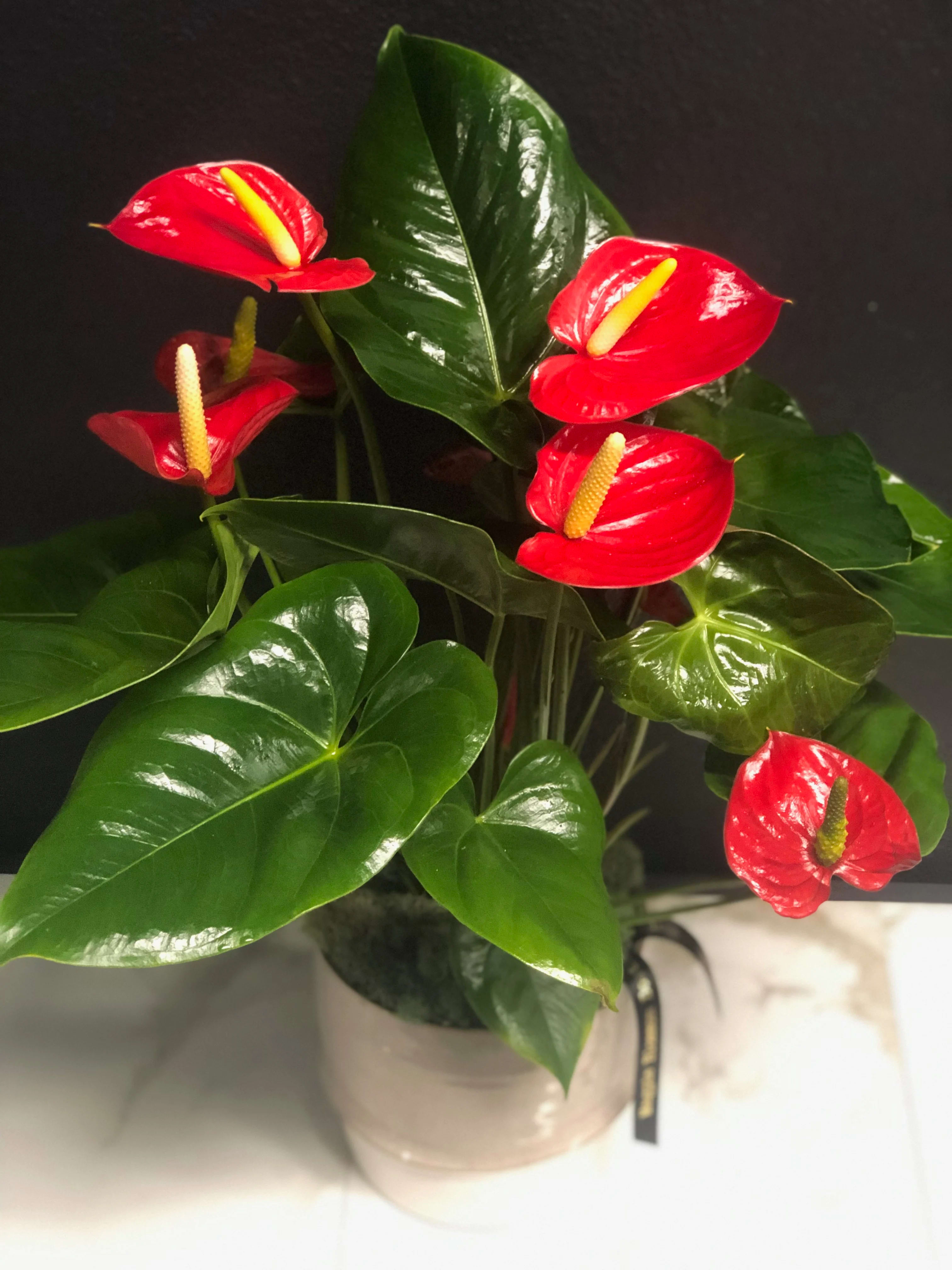 Blooming Anthurium Plant in Austin, TX | Magpie Blossom Boutique