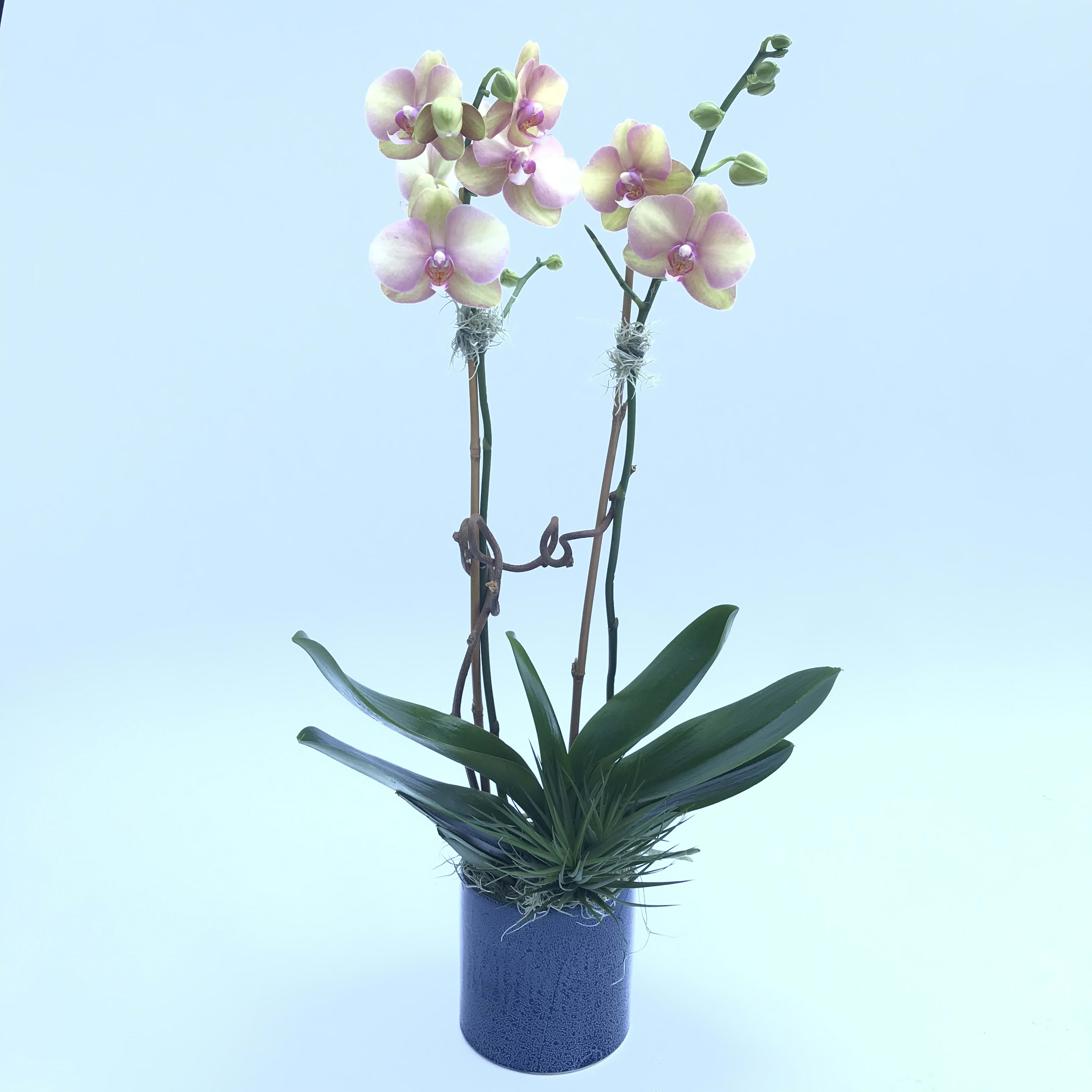 Orchid Sunshine in San Francisco, CA Not Just Flowers