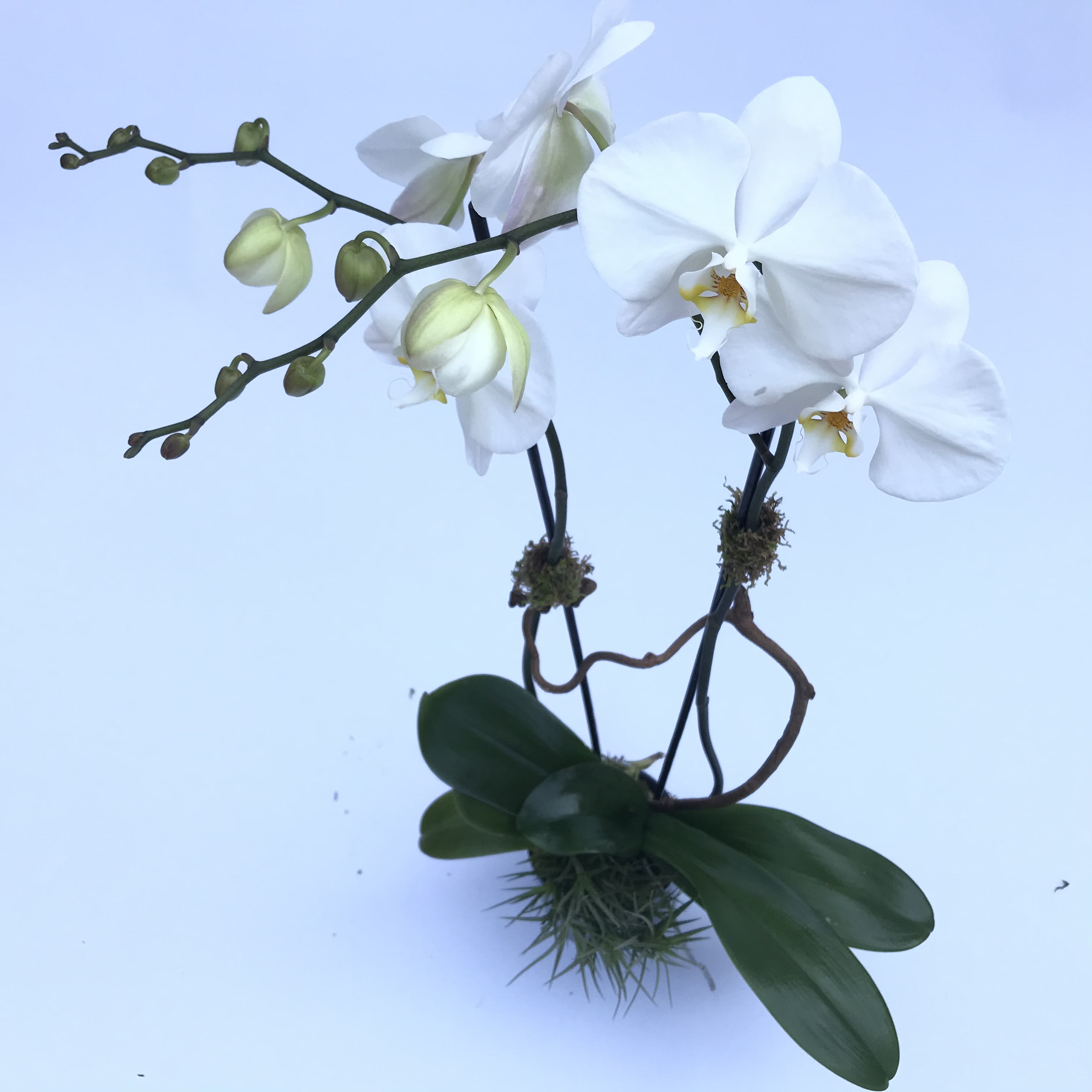 White Moth Orchid in San Francisco, CA | Not Just Flowers