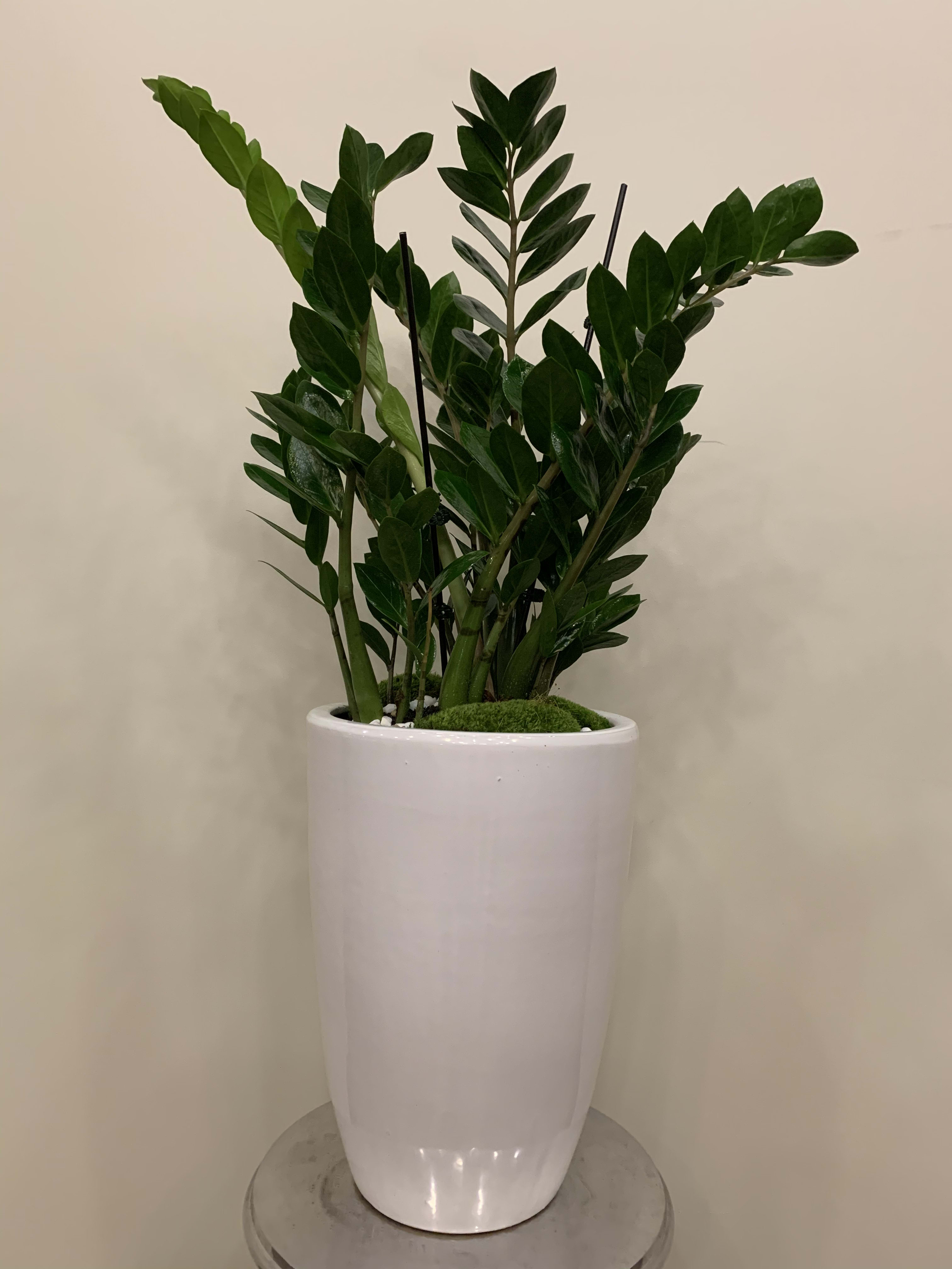 ZZ Plant in Los Angeles, CA Downtown Flowers net