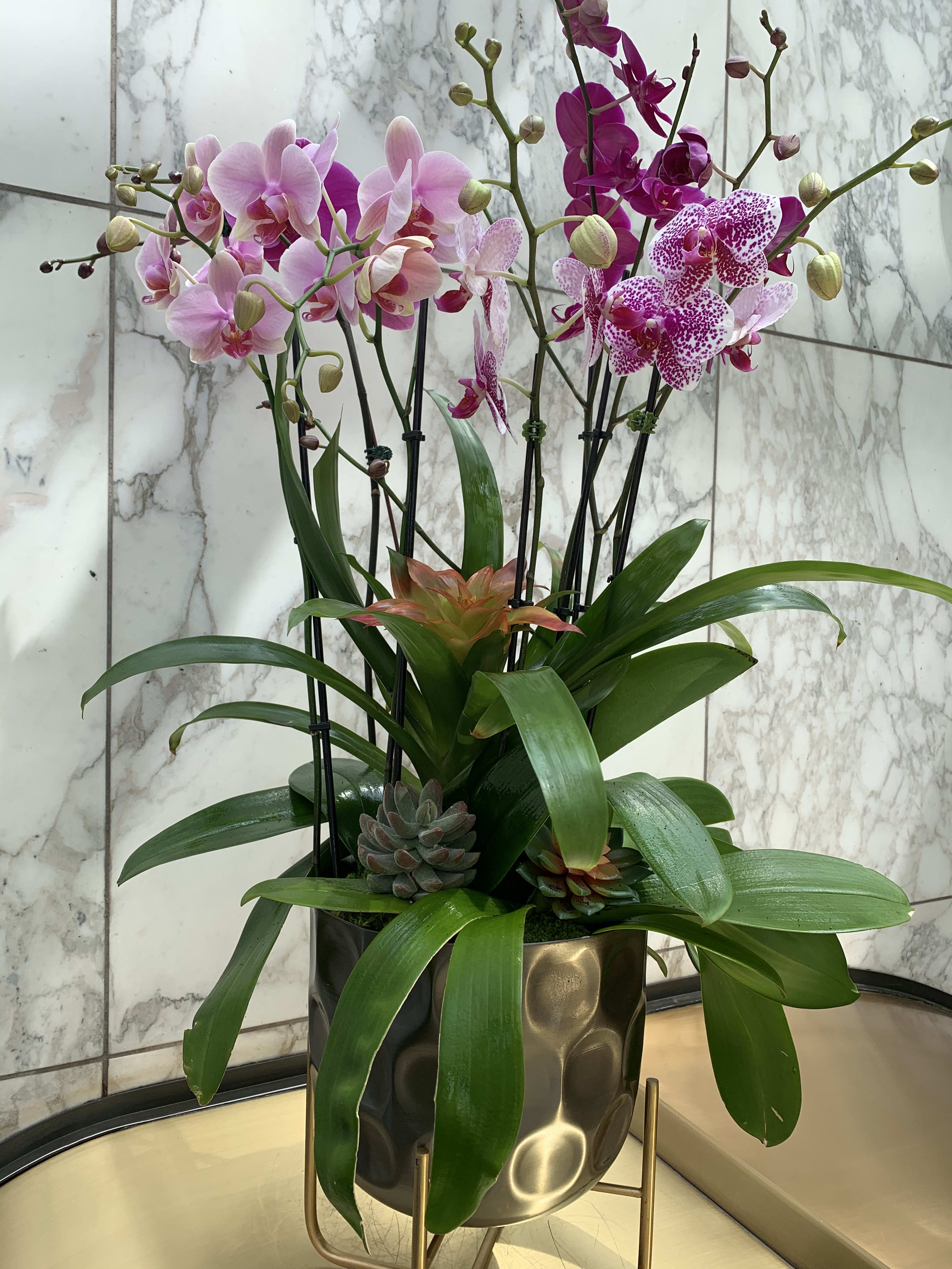 Tropical Orchids’s in Los Angeles, CA Downtown Flowers net