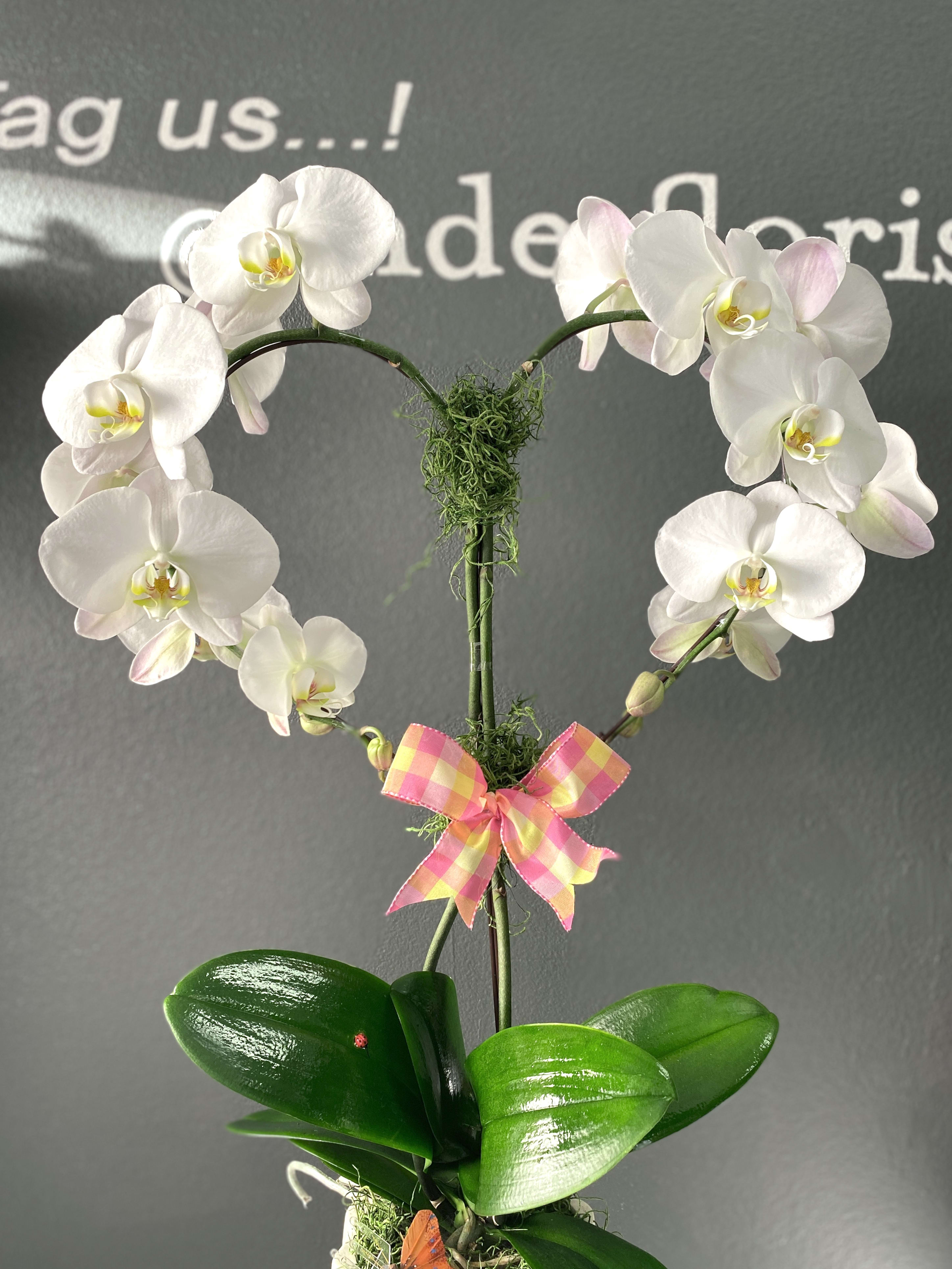 Heart Shaped Orchid Plant in Torrance, CA | Andes Florist