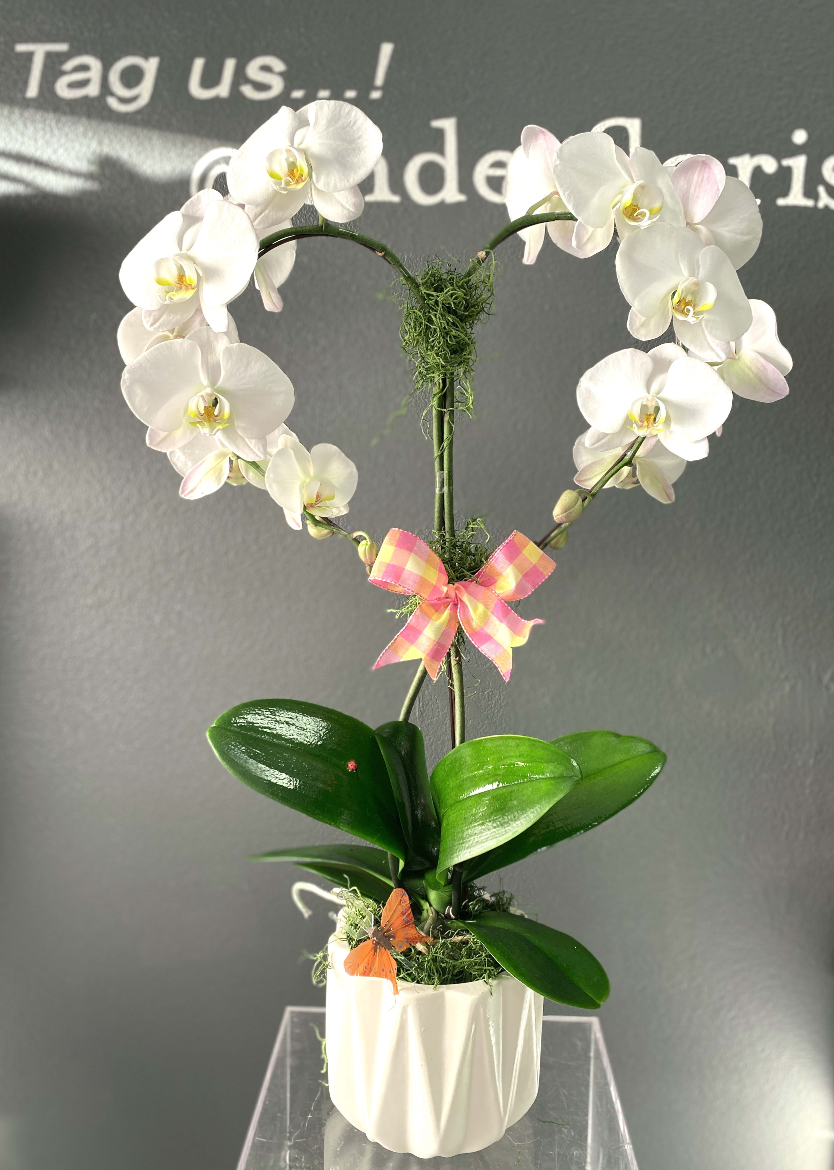 Heart Shaped Orchid Plant in Torrance, CA | Andes Florist