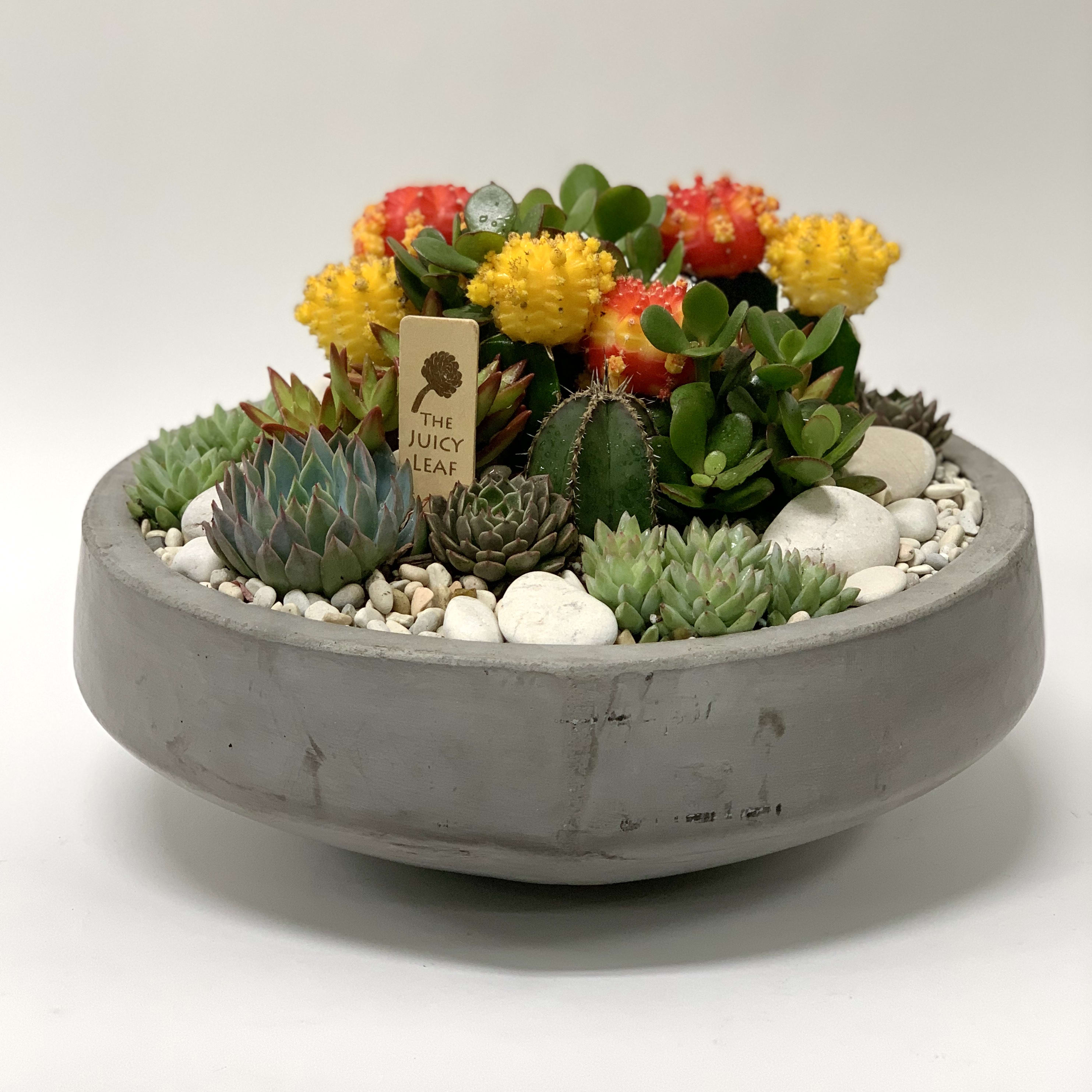 Bright Succulent and Cacti Arrangement in Cement Bowl in Los Angeles