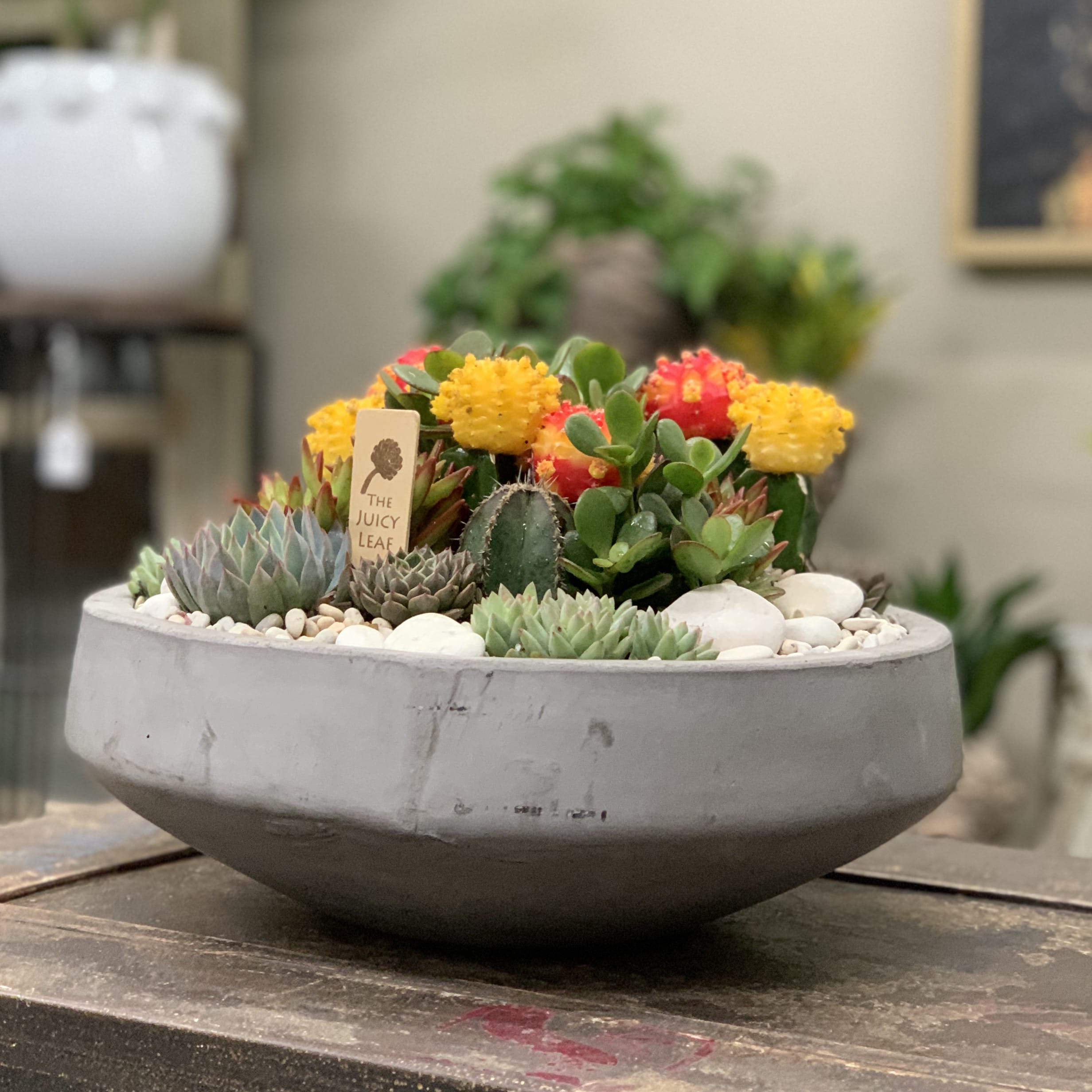 Bright Succulent and Cacti Arrangement in Cement Bowl in Los Angeles