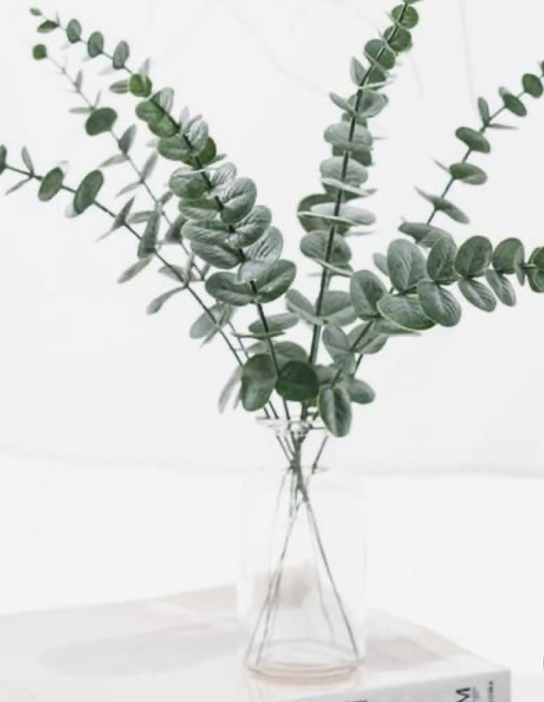 Baby Eucalyptus Plant Baby eucalyptus