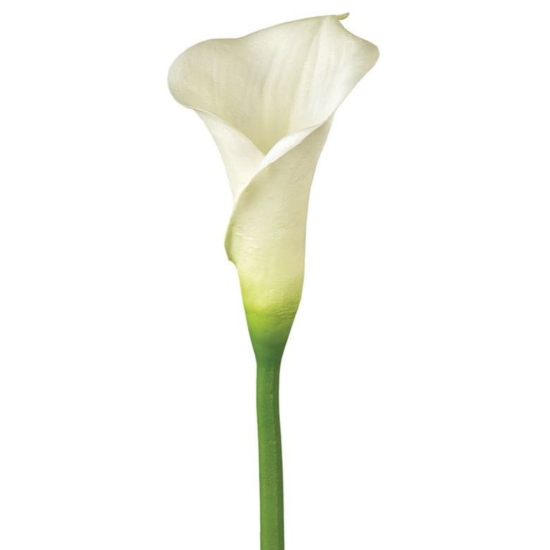 Tall White Calla Lily Vase in San Diego, CA House of Stemms