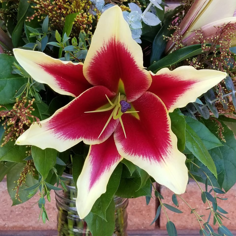 African Lady Lily Vase in San Diego, CA House of Stemms