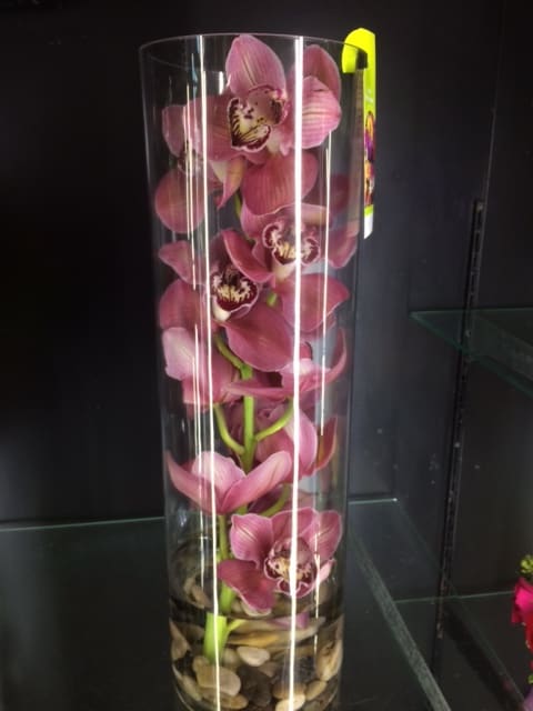 GORGEOUS ORCHID in Frederick, MD | Amour Flowers