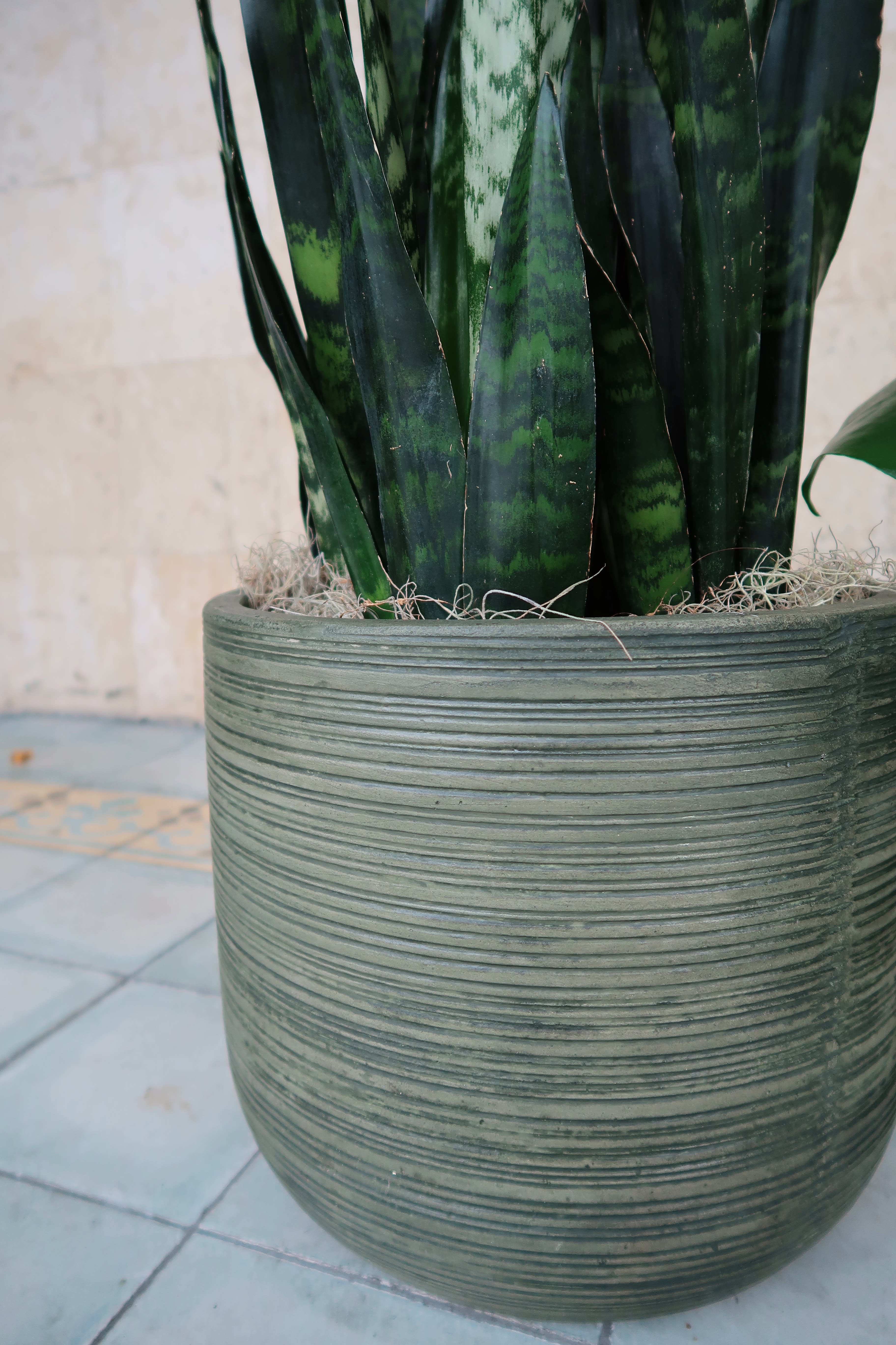 Green Cement Pots in Miami, FL Avant Gardens