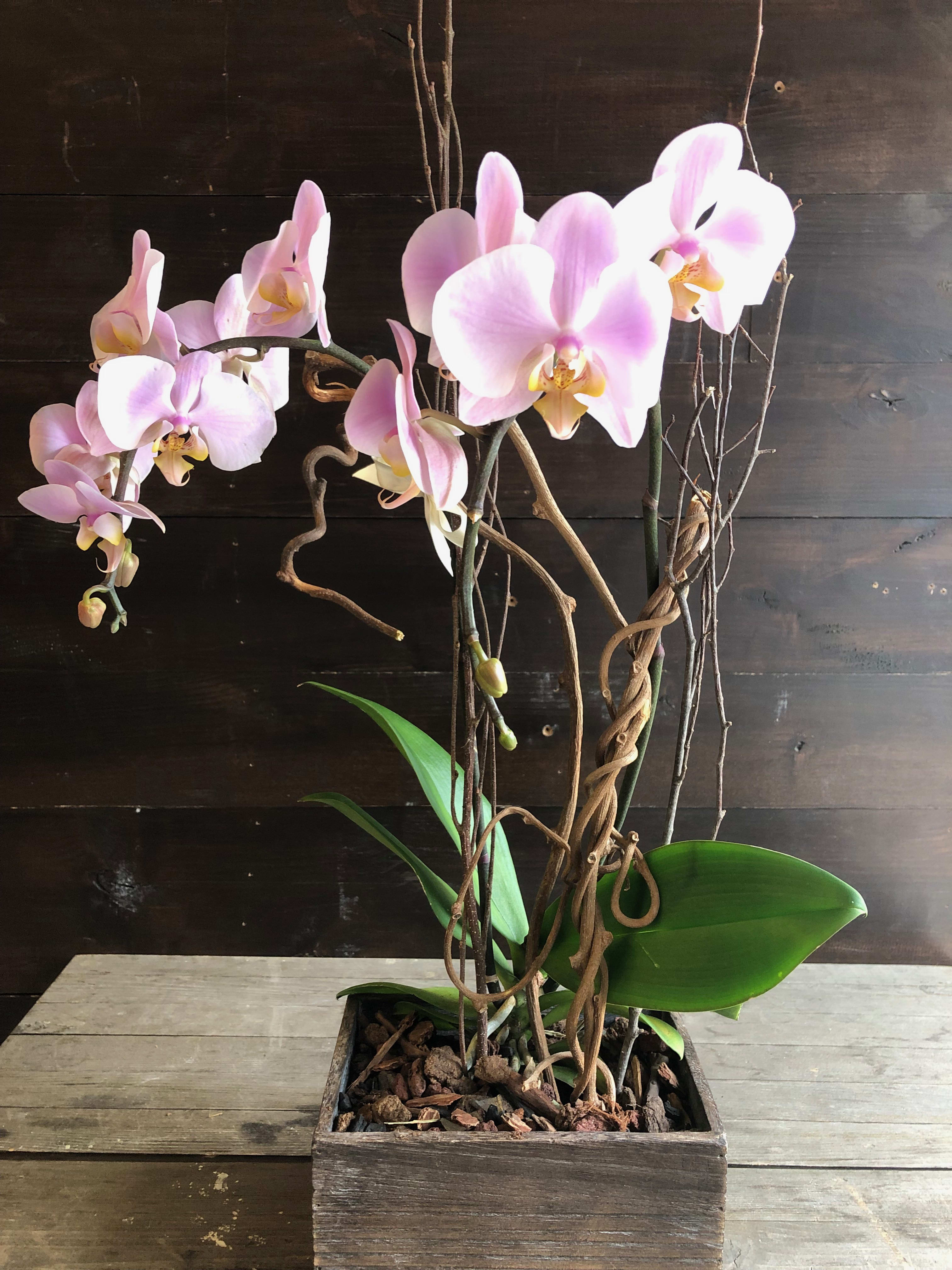 Plant Orchid in a box. in Austin, TX | Mercedes Flowers
