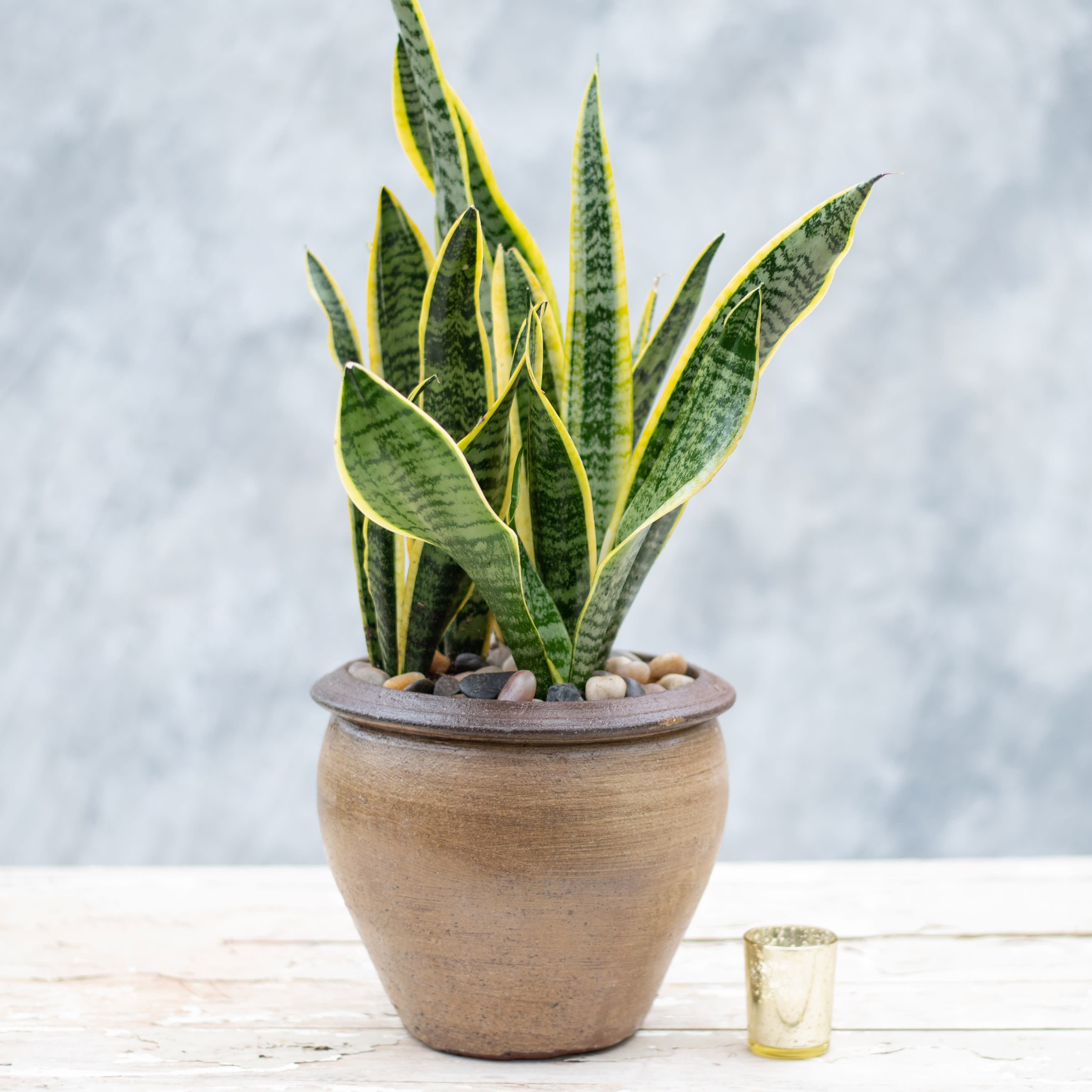 Collection 105+ Images pictures of a snake plant Stunning