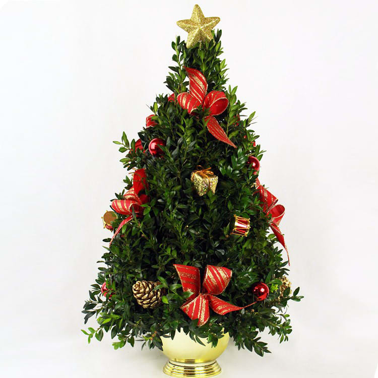 Boxwood Tree in Uxbridge, MA | Lucille's Floral Designs