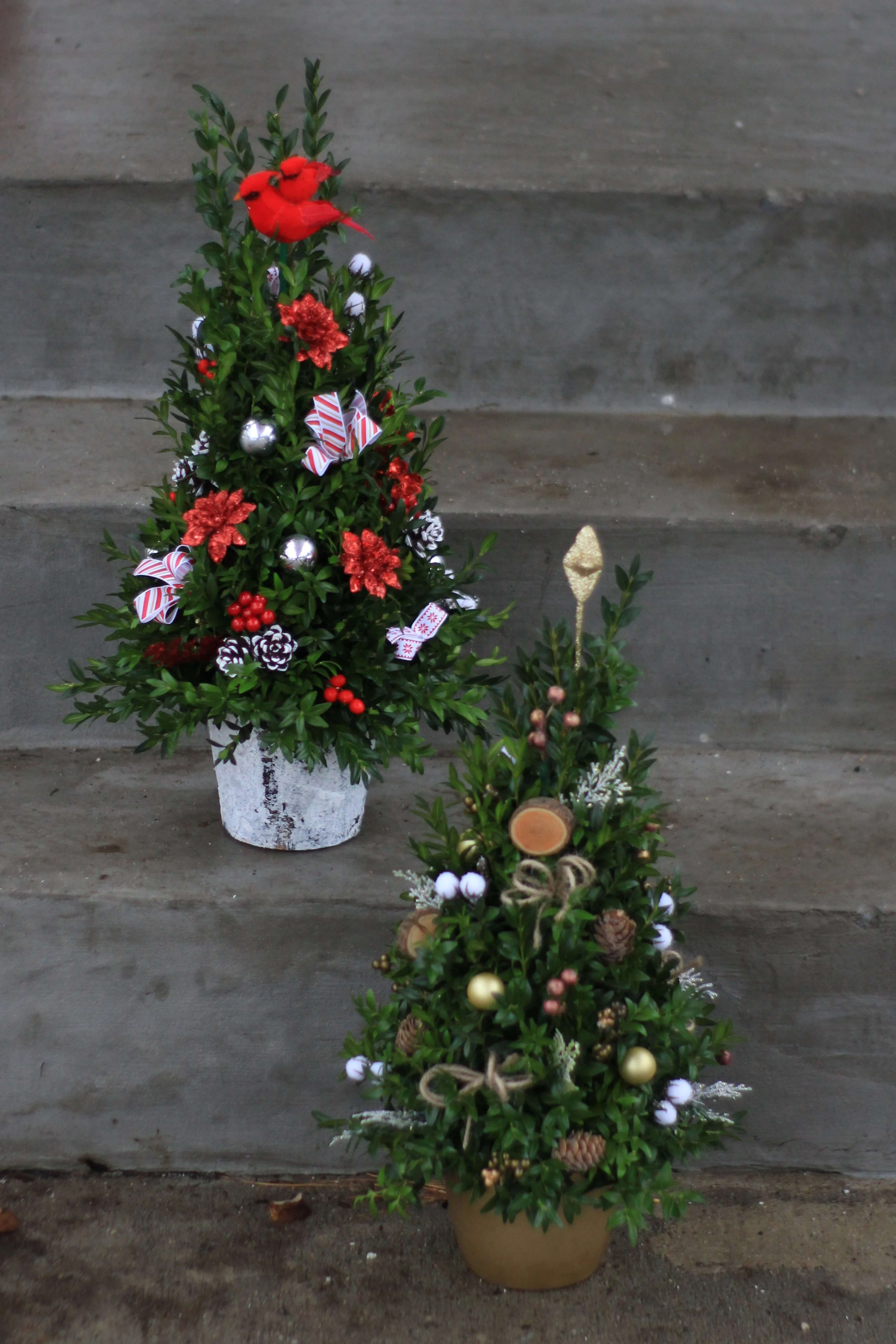 Boxwood Tree in Uxbridge, MA | Lucille's Floral Designs