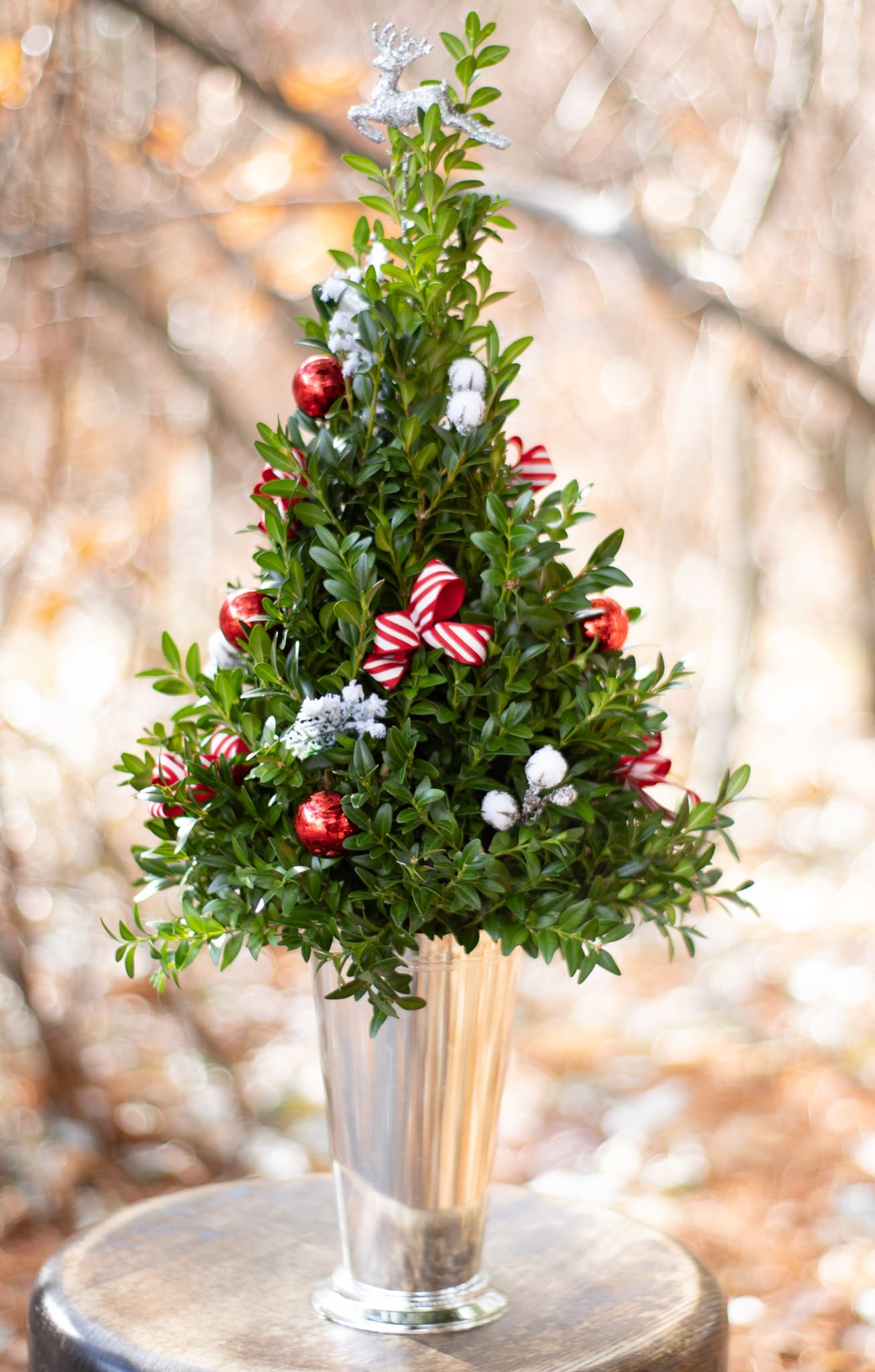 Boxwood Tree in Uxbridge, MA Lucille's Floral Designs