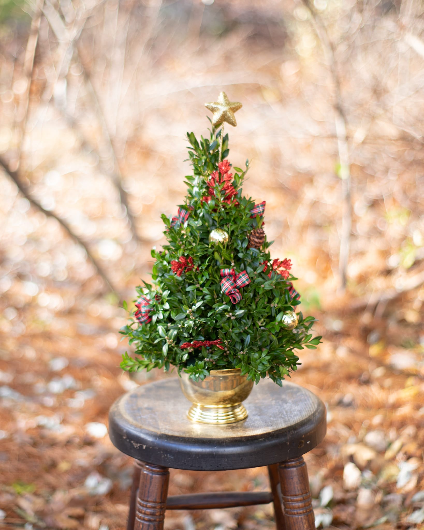 Boxwood Tree in Uxbridge, MA | Lucille's Floral Designs
