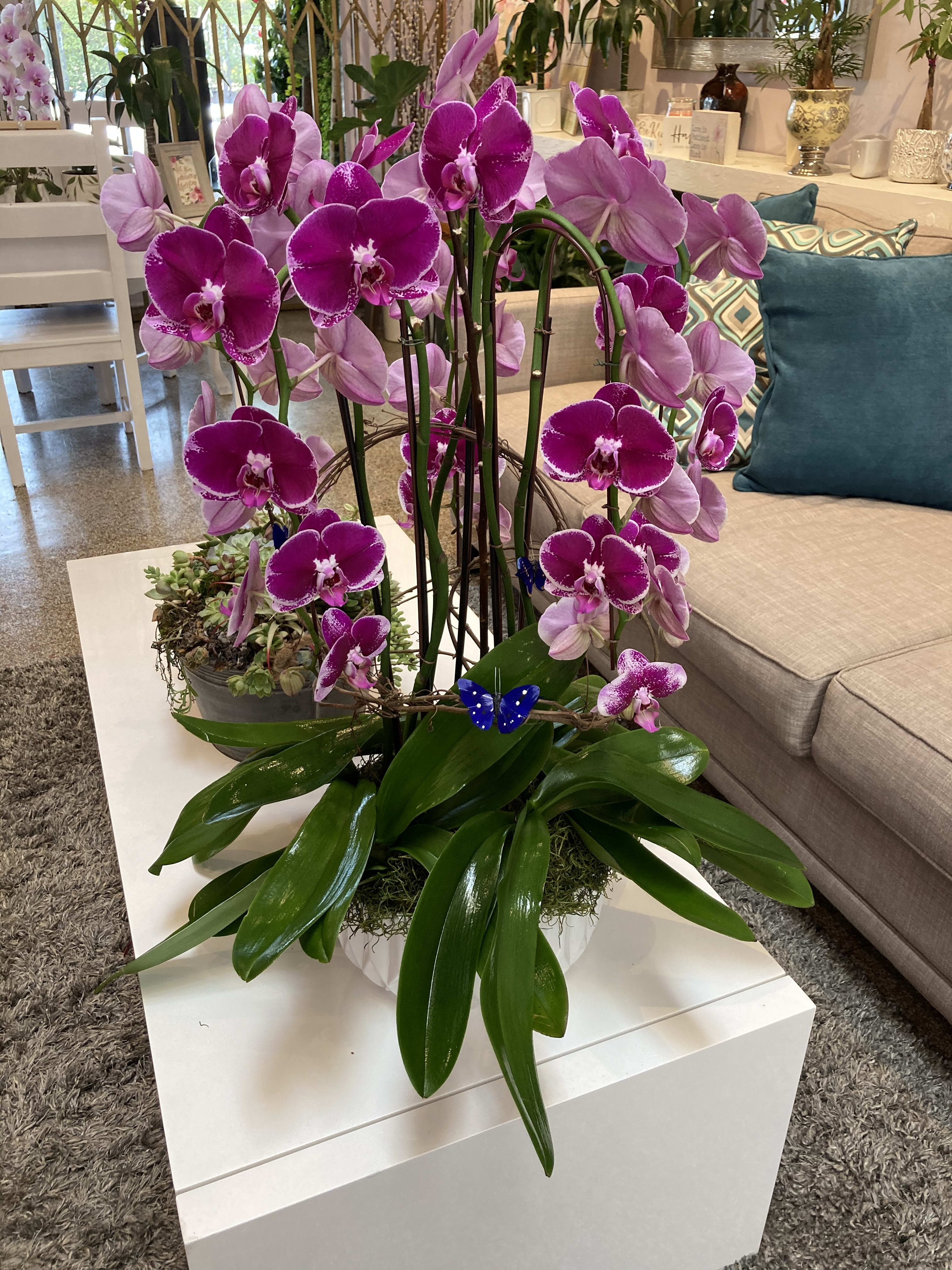 6 Phalaenopsis Orchids in Los Angeles, CA | La Fleur by Tracy