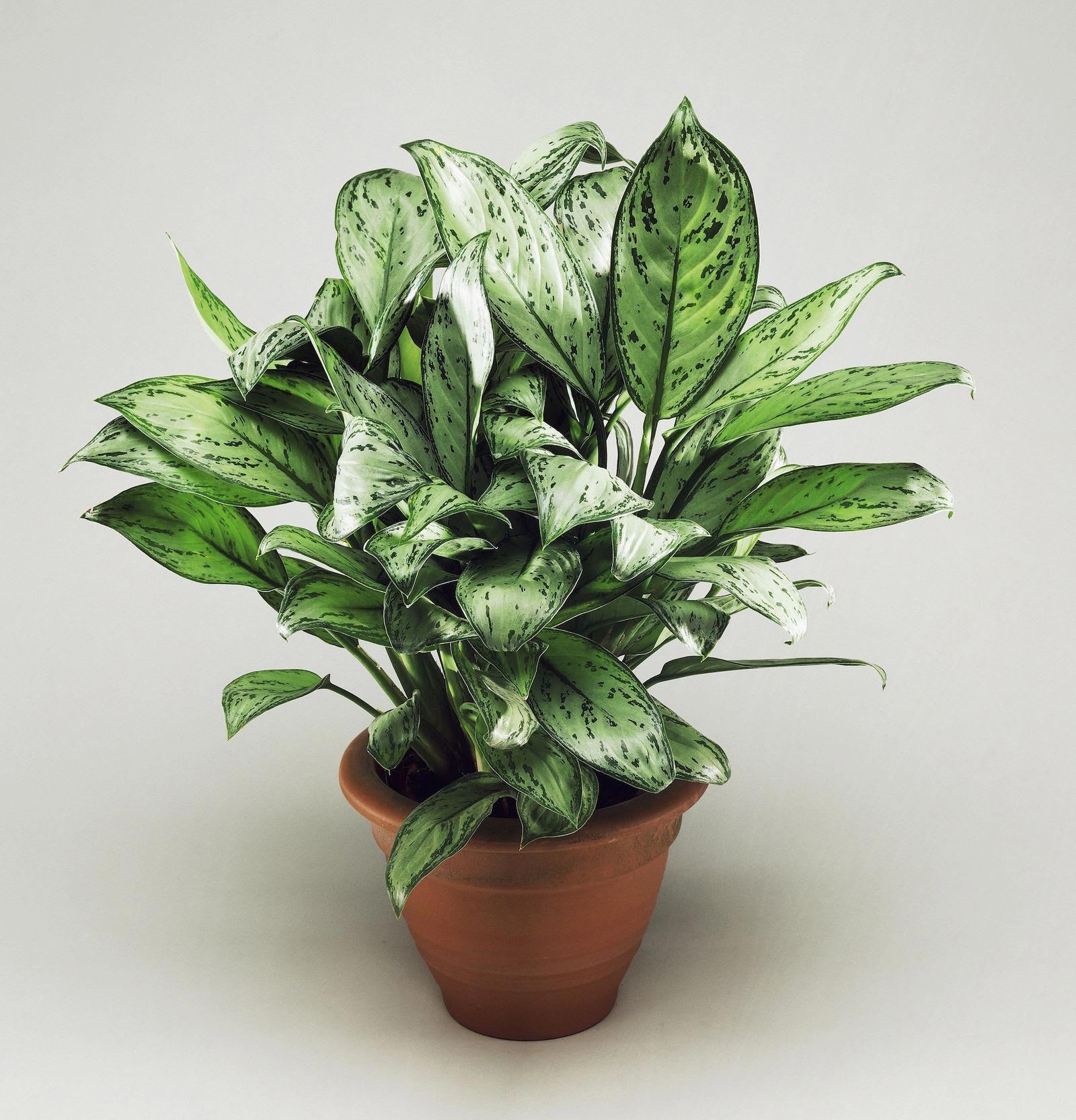 Aglaonema Cutlass in Gaithersburg, MD | The Blooming Bus