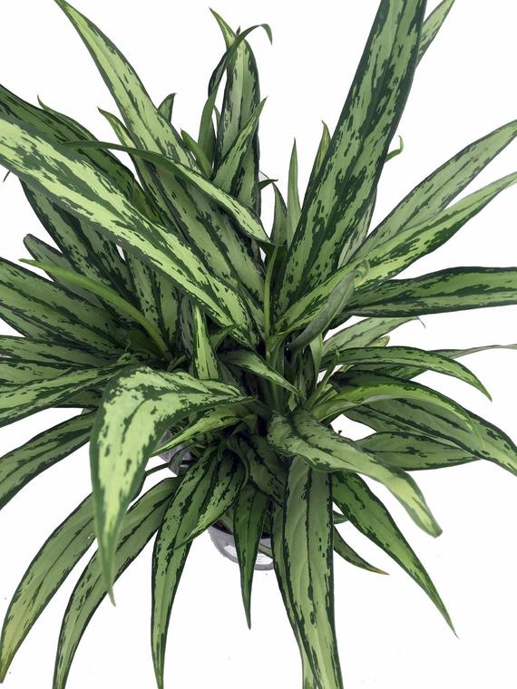 Aglaonema Cutlass in Gaithersburg, MD | The Blooming Bus