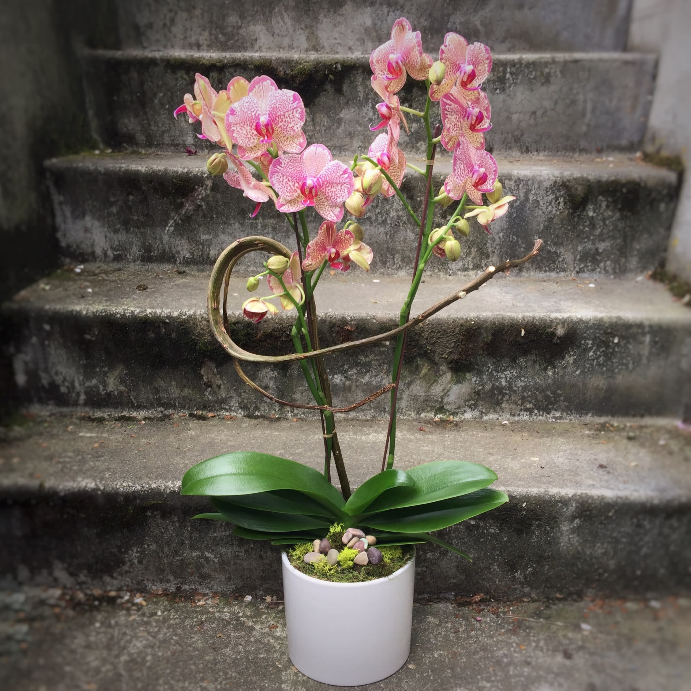 Double Stem Color Phalaenopsis Orchid Plants In Seattle Wa Fiori Floral Design