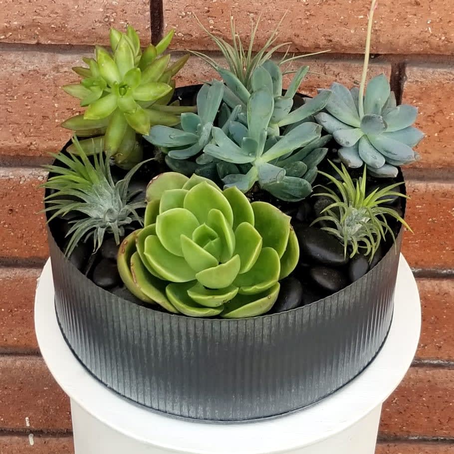 Urban Succulents and Air Plants in San Diego, CA House of Stemms