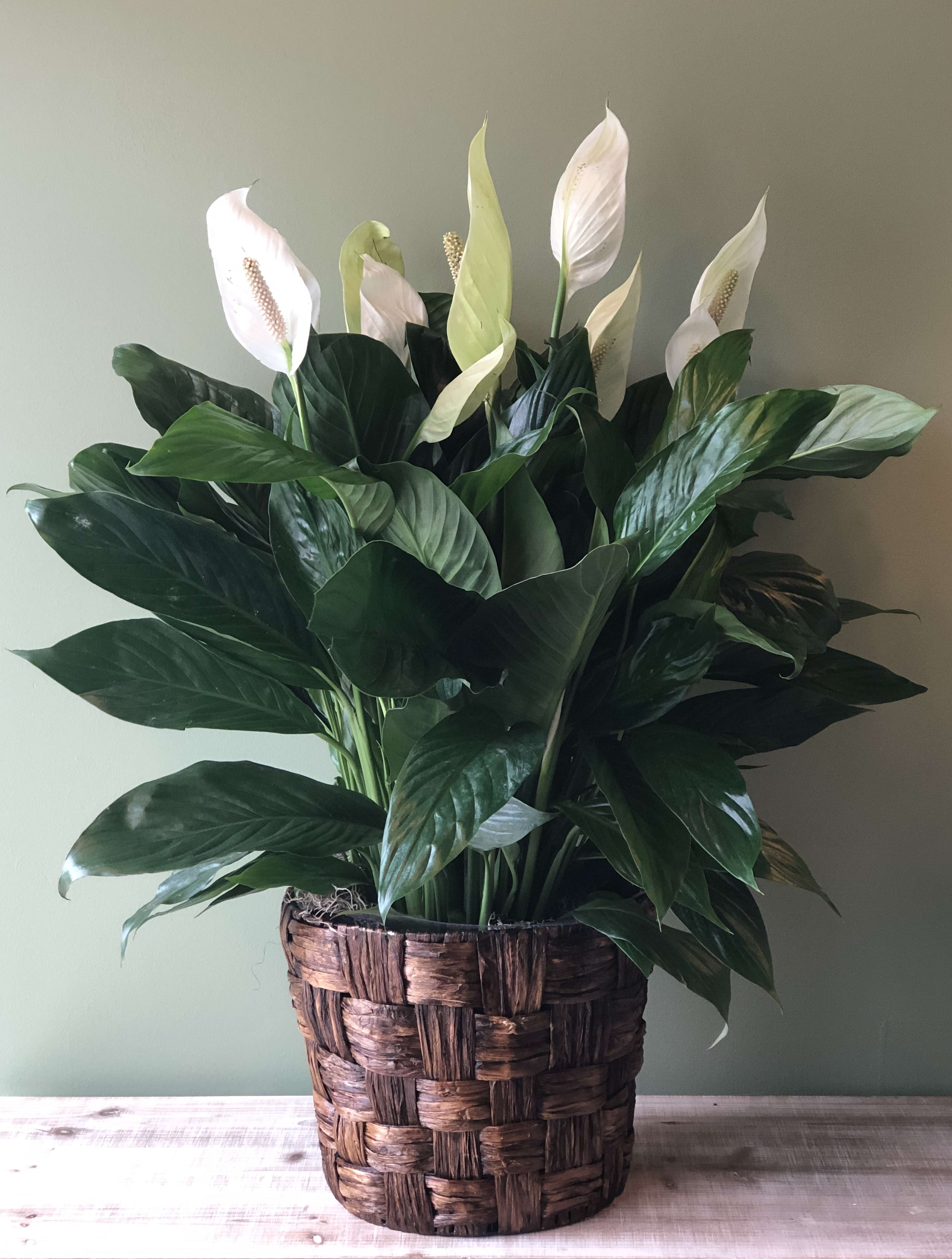 10" Graceful Spathiphyllum (Peace Lily) Large in Waldorf, MD