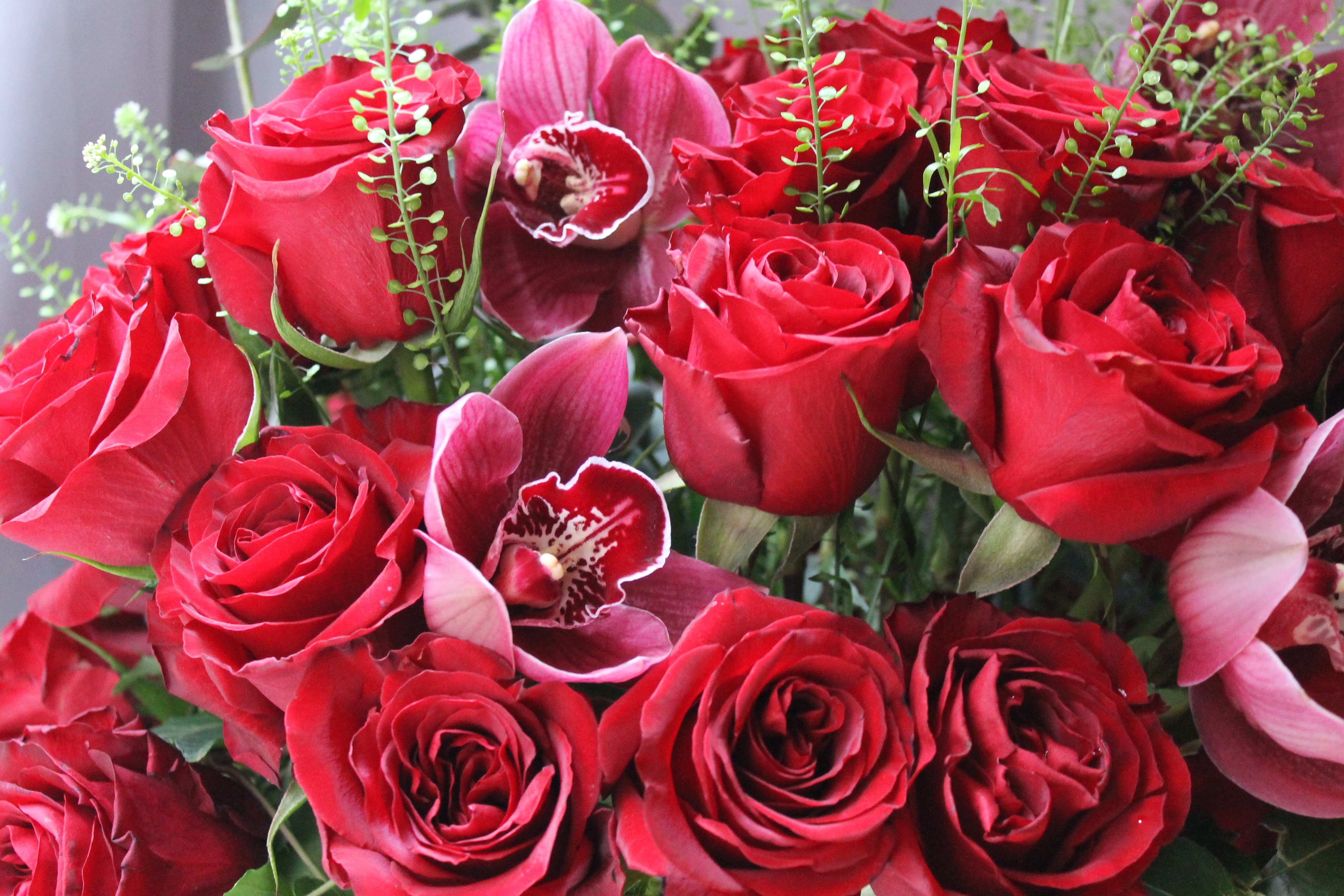 50 LONG STEM ROSES in New York, NY Gotham Florist