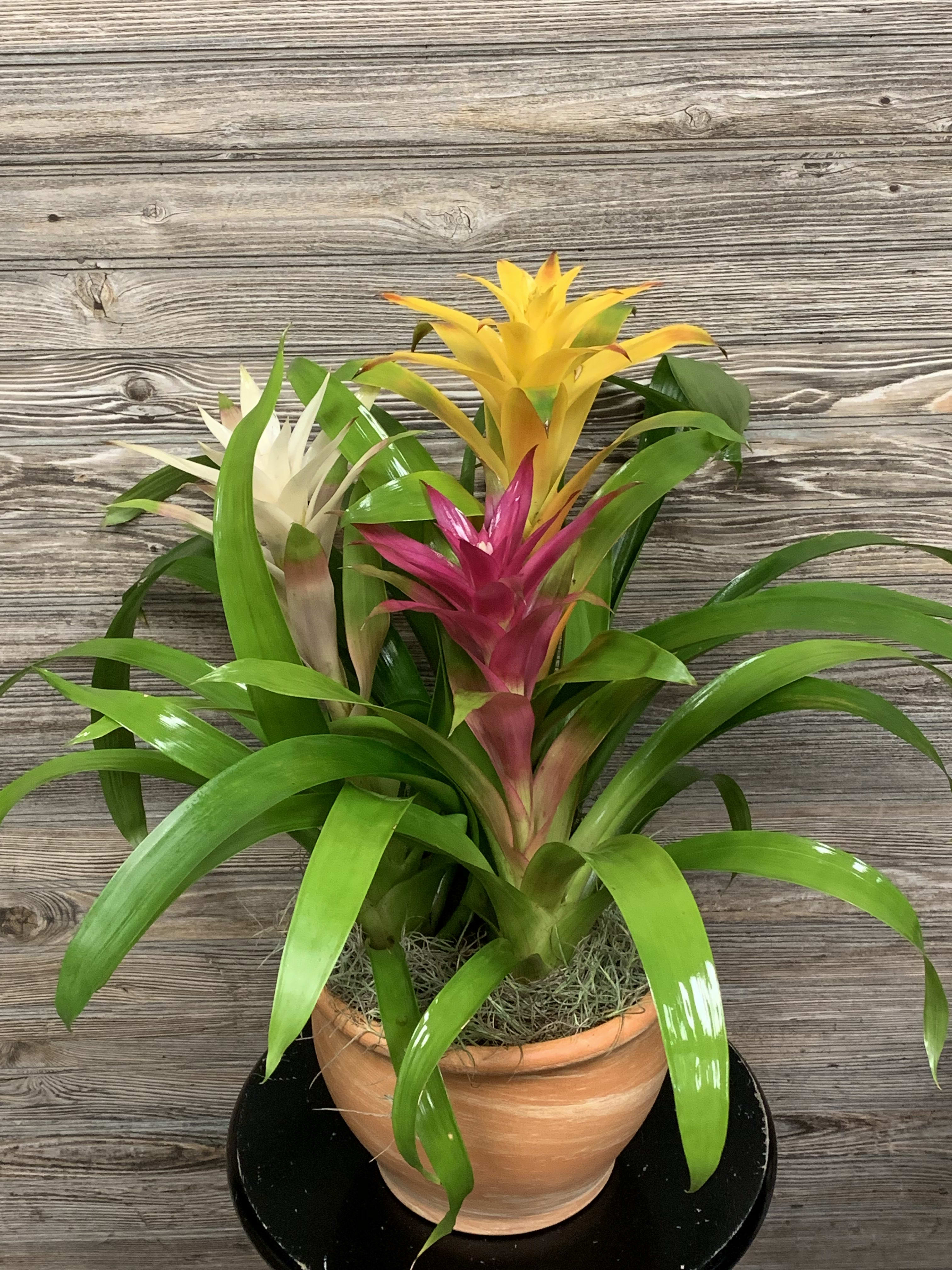 Bromeliad Planter in Beachwood, OH Paradise Flower Market