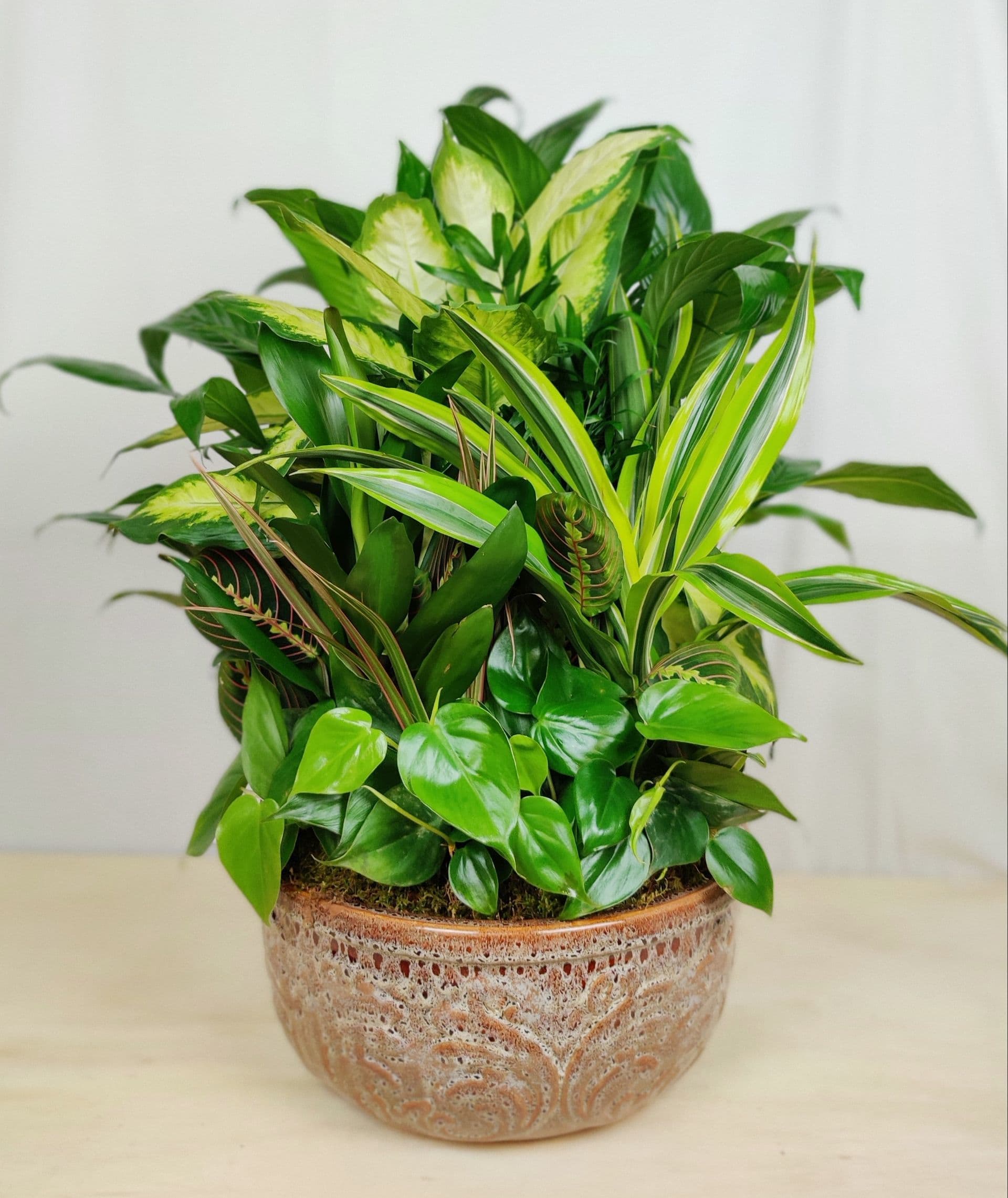 LARGE DISH GARDEN in Stuart, FL A Goode Florist