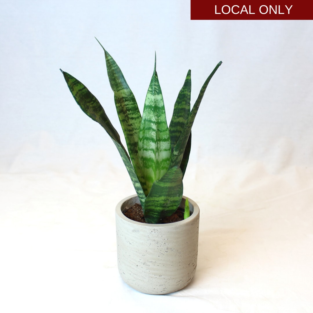 4" Snake Plant in Washington, DC York Flowers