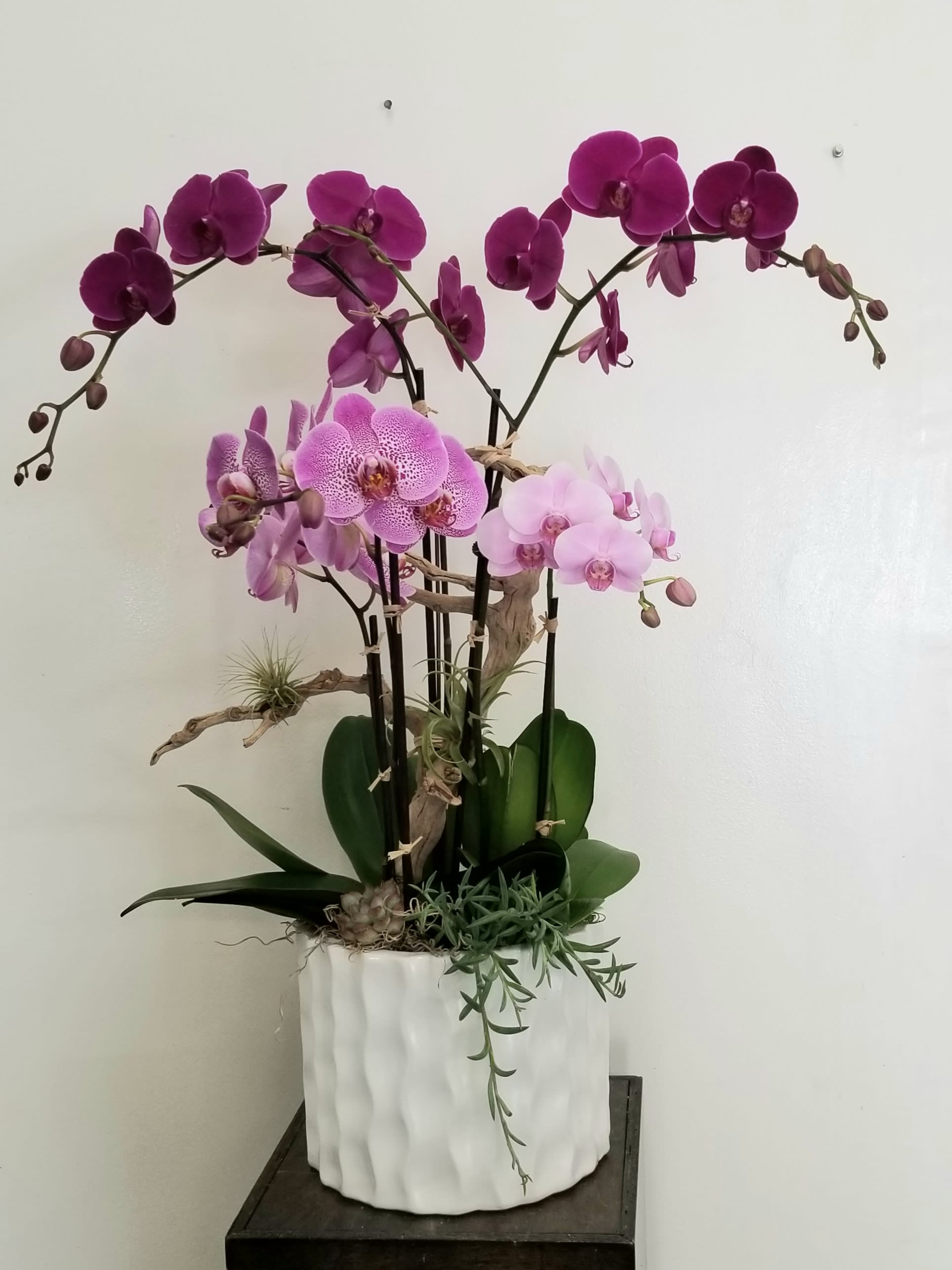 Zen Orchid Garden in Santa Monica, CA Dellarobbia Design Studio