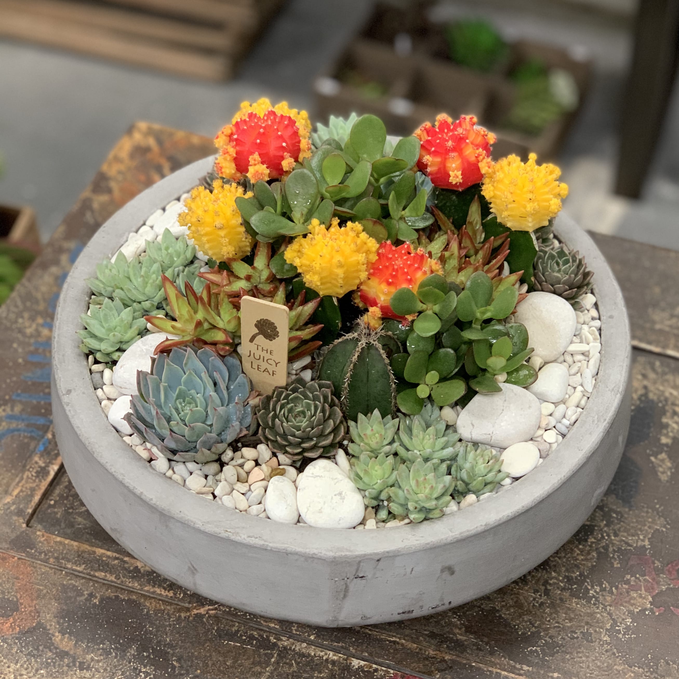 Bright Succulent And Cacti Arrangement In Cement Bowl In Los Angeles