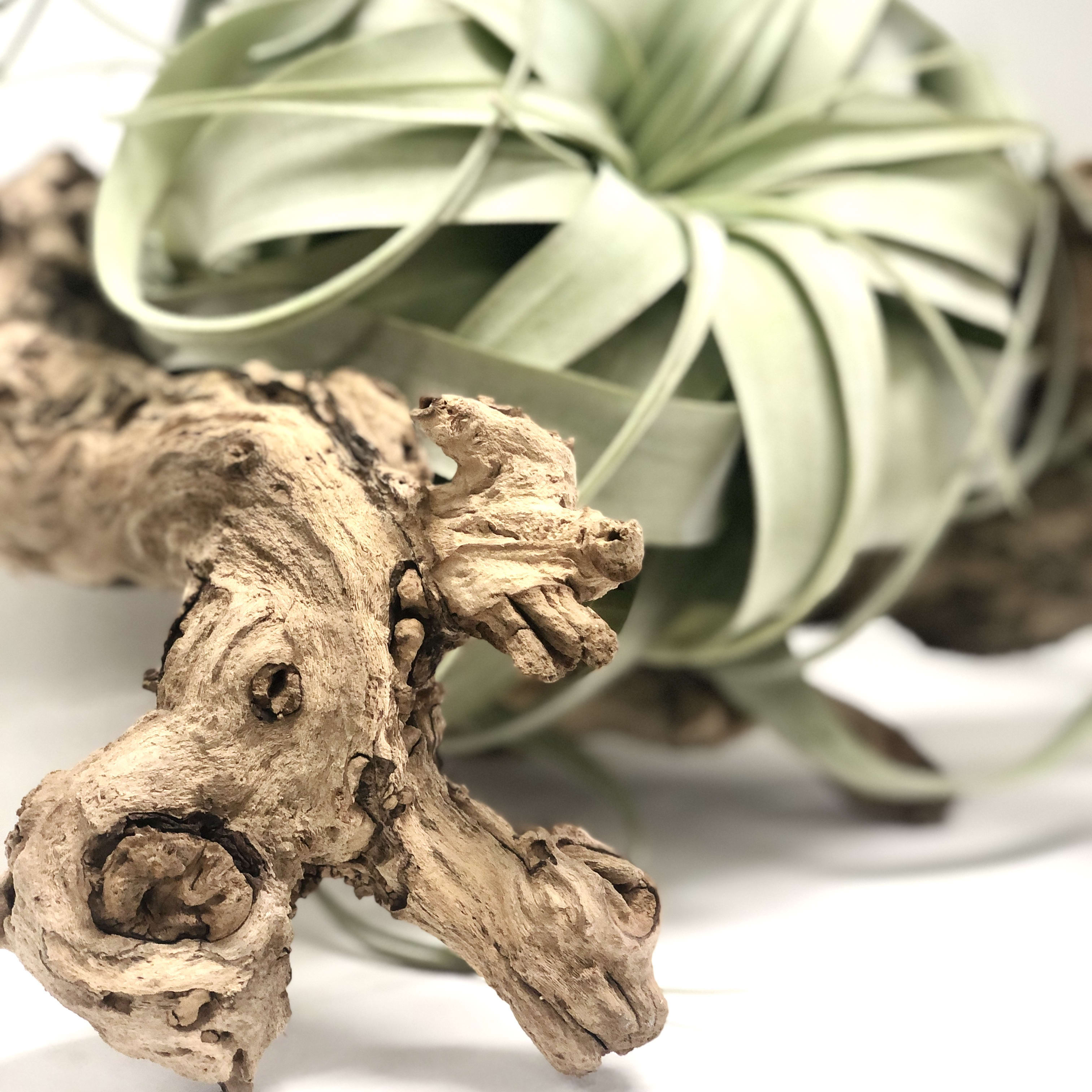 Driftwood Sculpture With Xerographica in Los Angeles, CA The Juicy Leaf