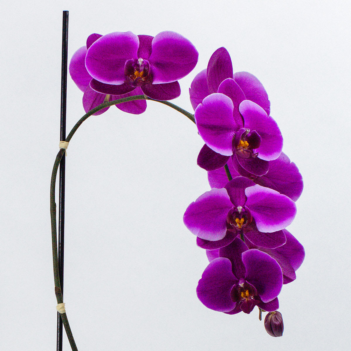 A Gift from the Tropics (Live Orchid) in San Francisco, CA Sol Ambiance