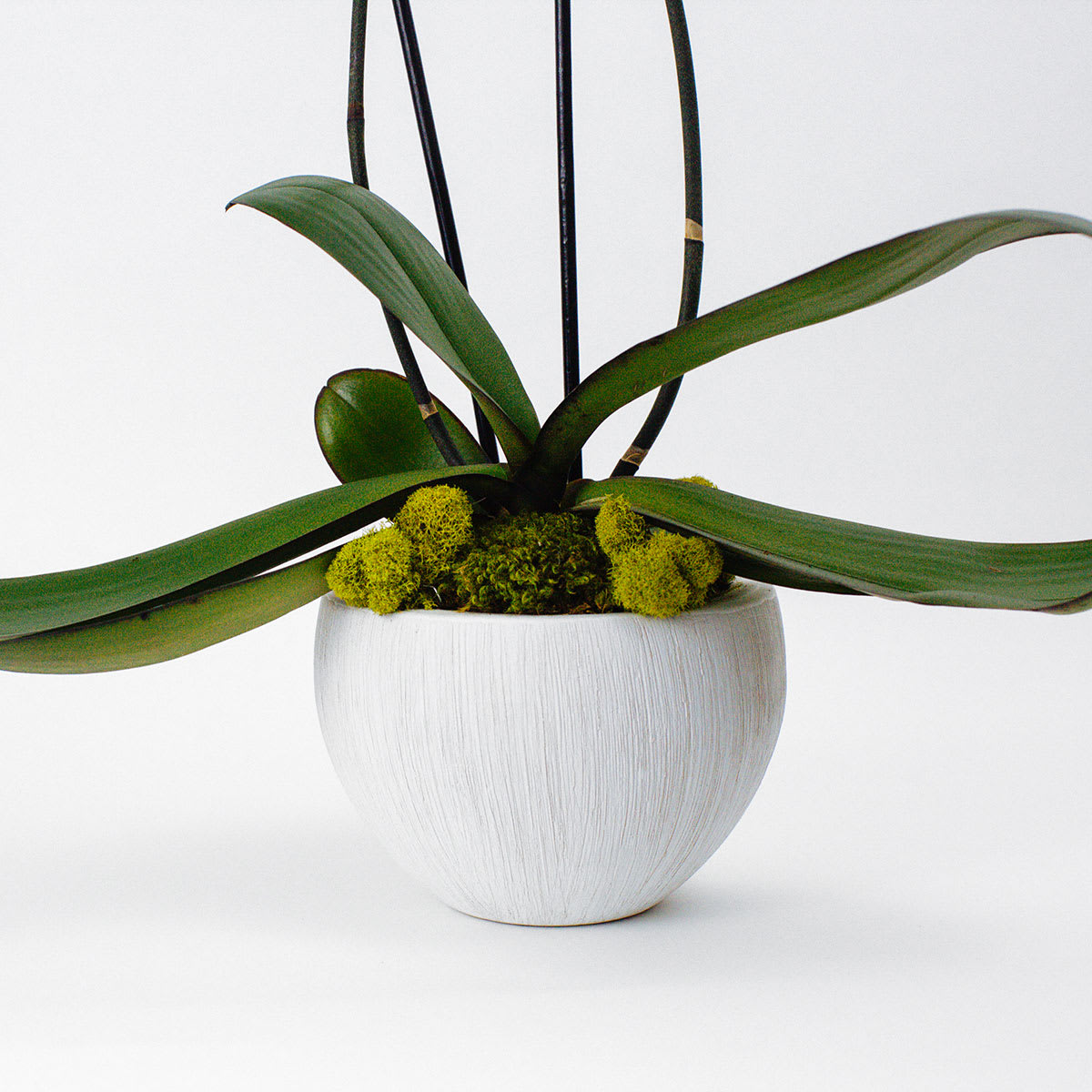 A Gift from the Tropics (Live Orchid) in San Francisco, CA Sol Ambiance