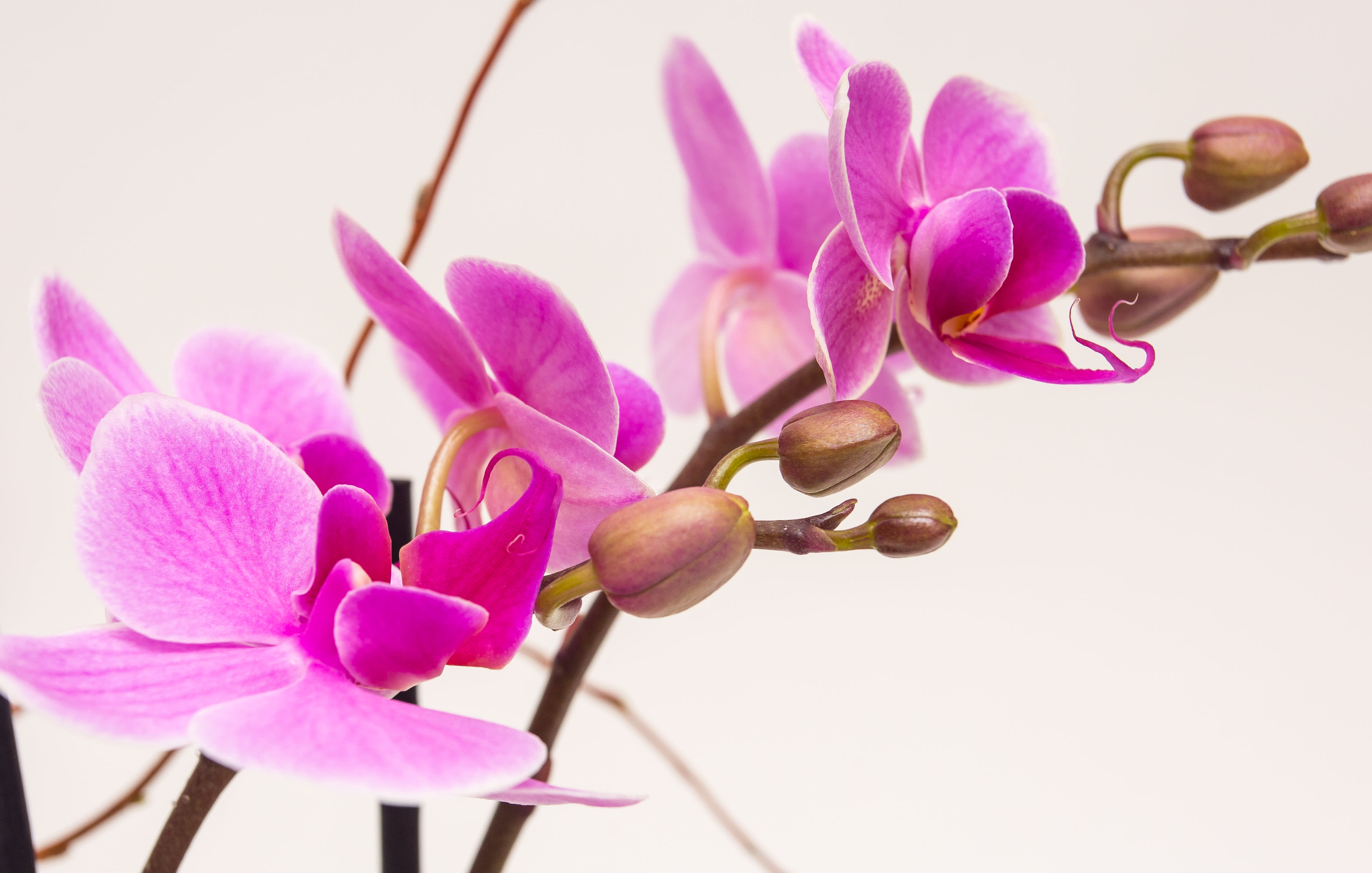 Bloom210 Same Day Flower Delivery all over Manhattan NYC NY including